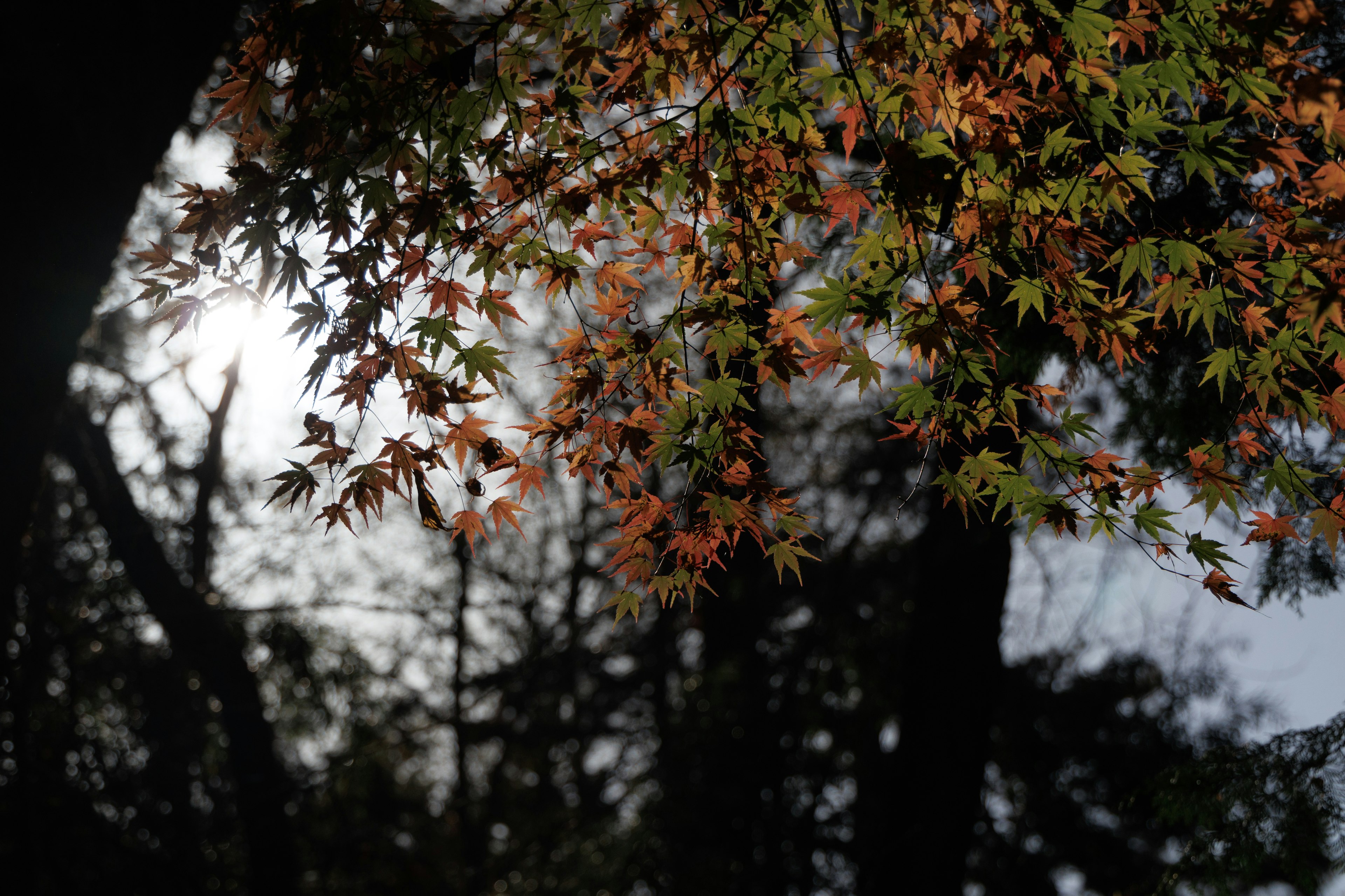 Branches of autumn leaves with vibrant orange colors against silhouetted trees