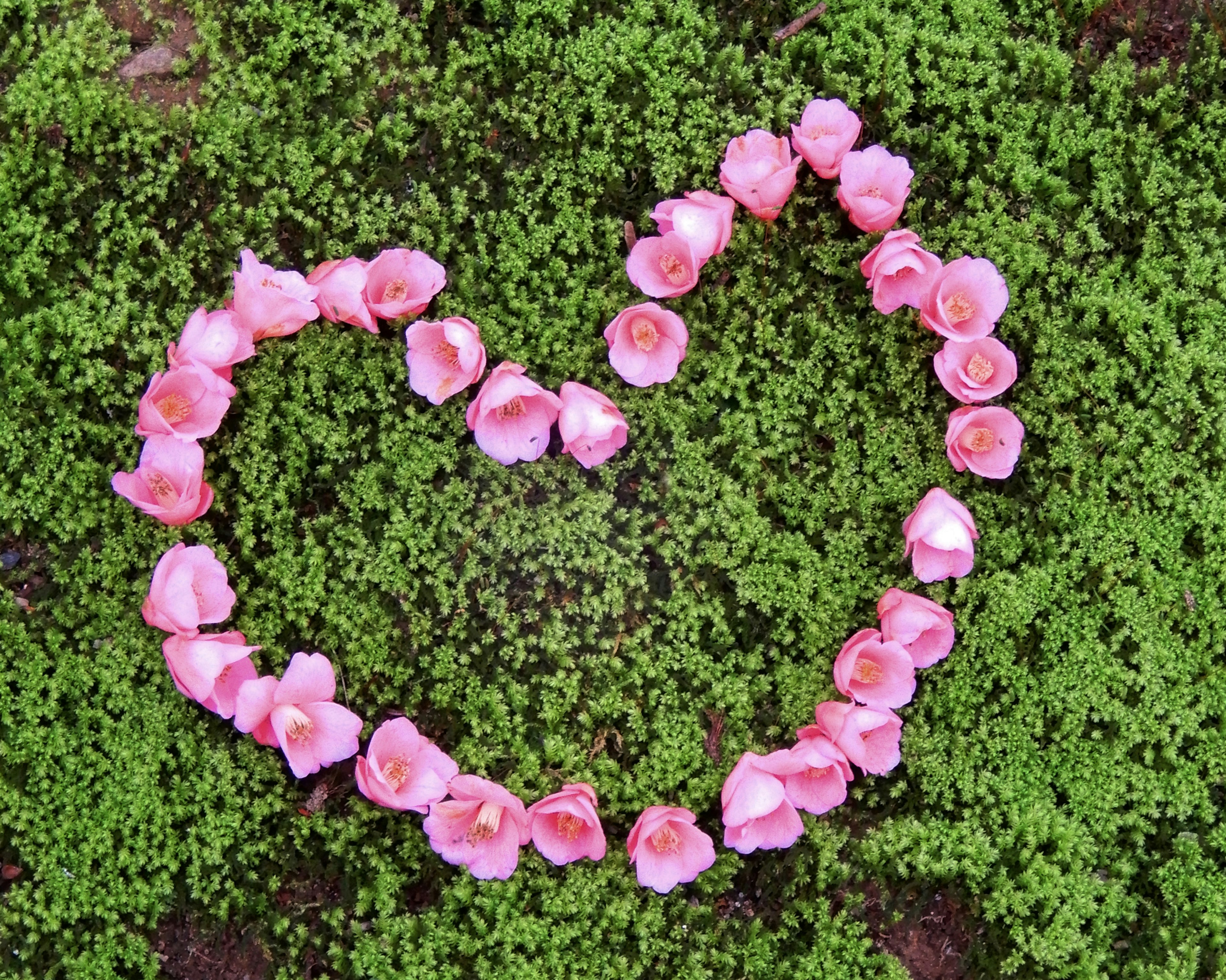 Heart shape made of pink petals on green moss background