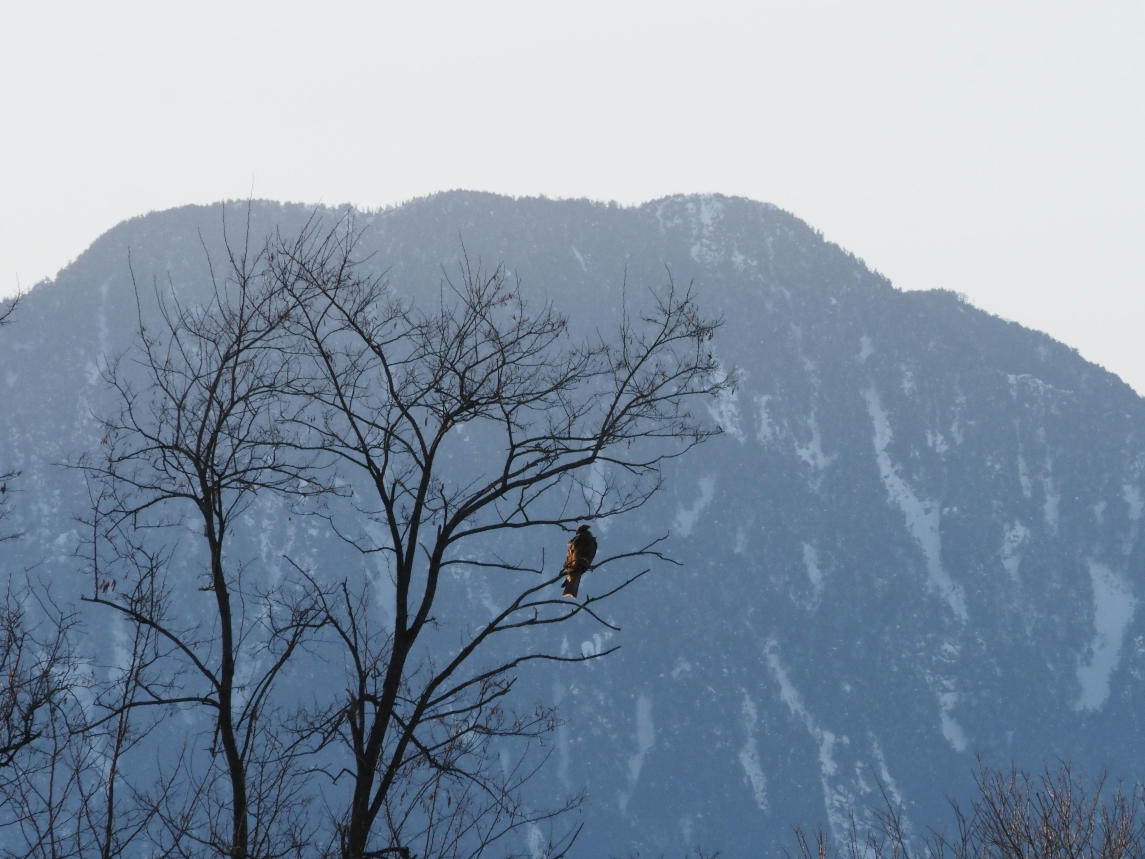 Silueta de un árbol con un pájaro posado frente a un fondo montañoso