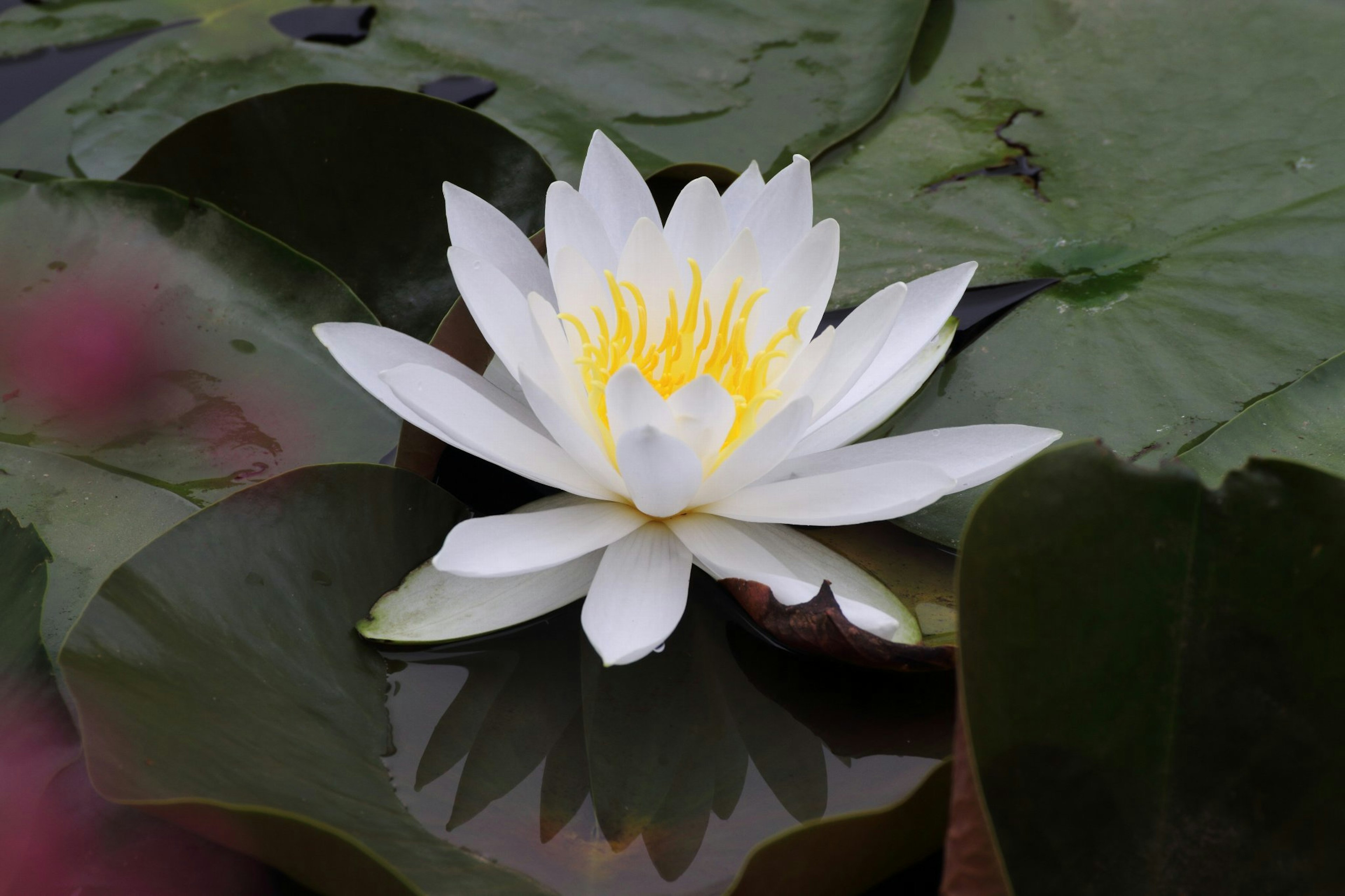 Un lirio blanco floreciendo entre hojas verdes en la superficie del agua