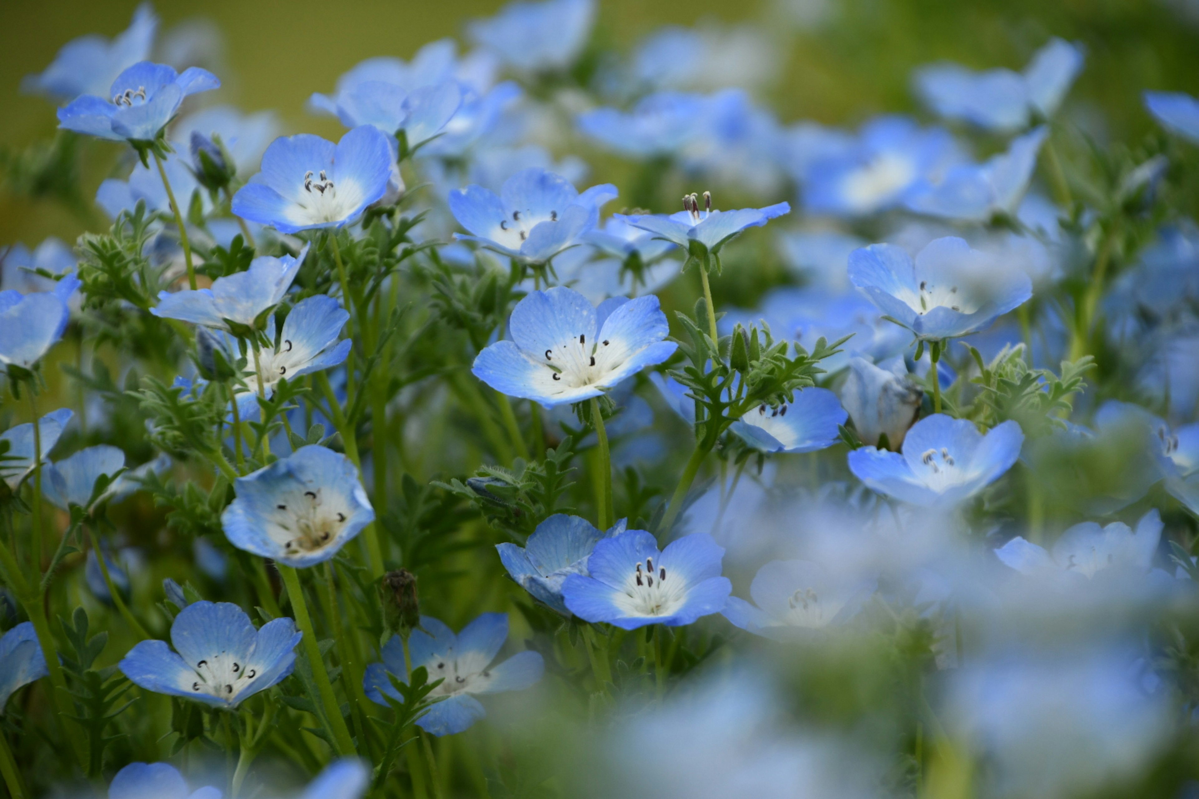 Campo de delicadas flores azules con follaje verde