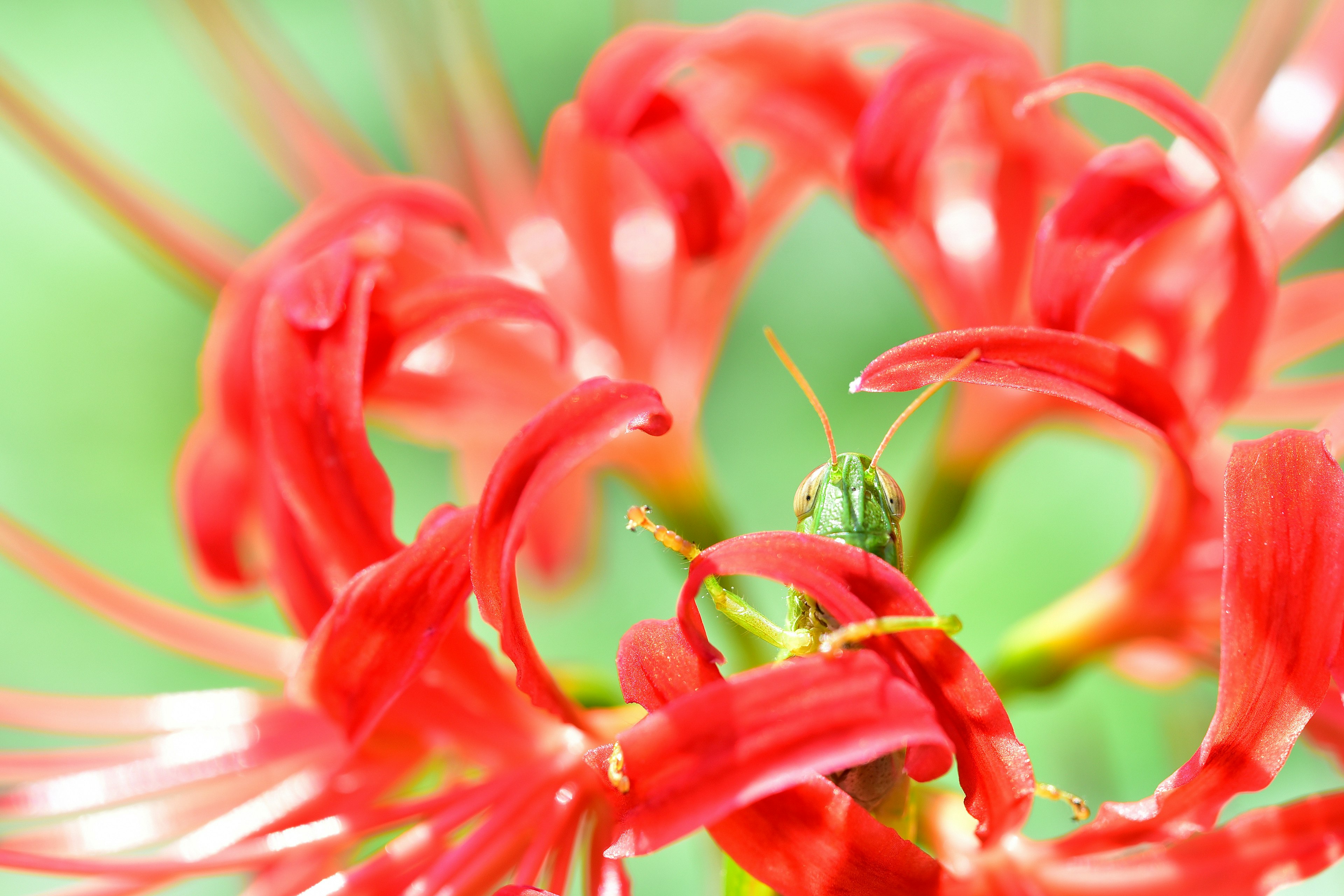 ภาพโคลสอัพของกลีบดอกไม้สีแดงสดบนพื้นหลังสีเขียว