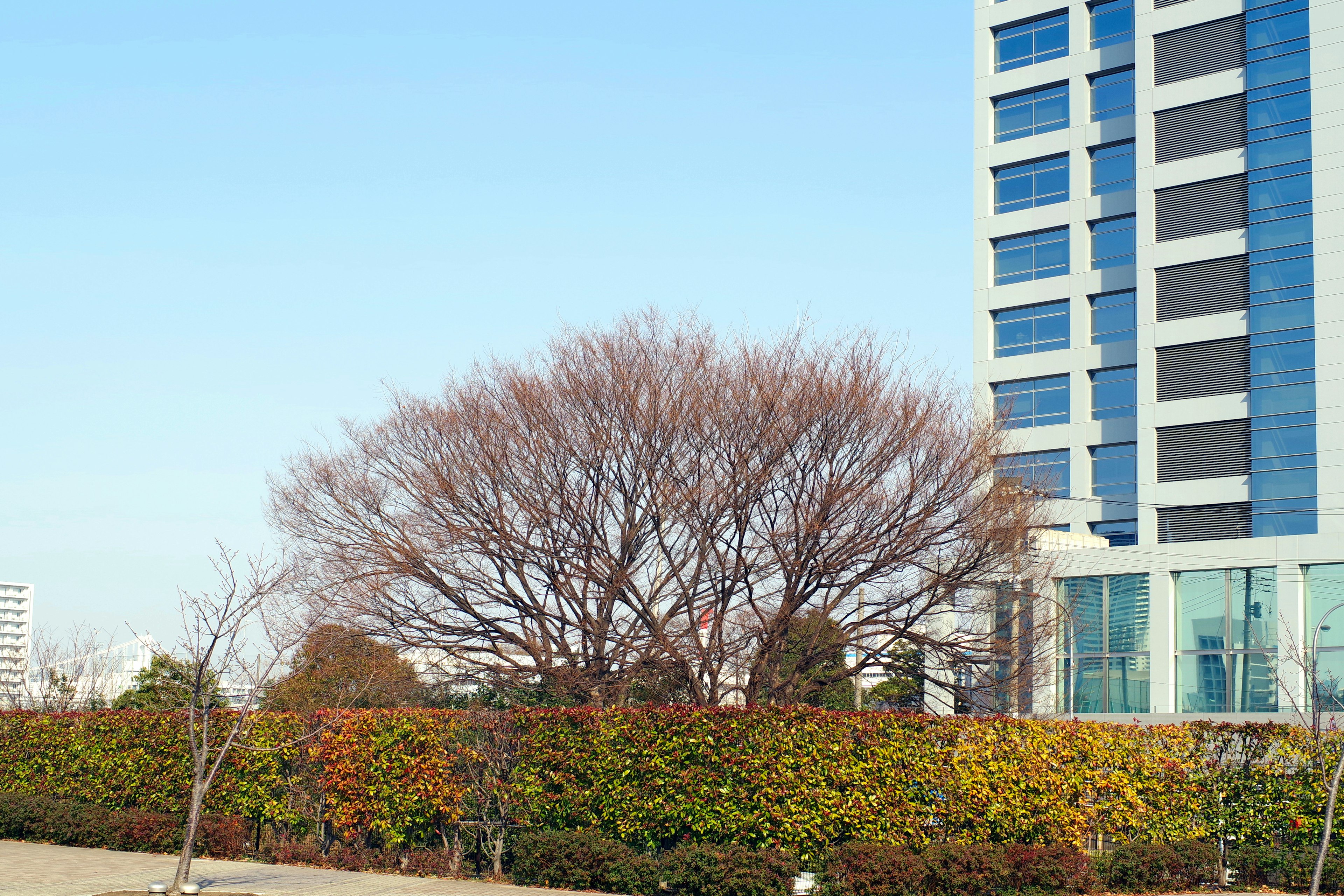 Leafless tree next to a high-rise building with colorful hedges