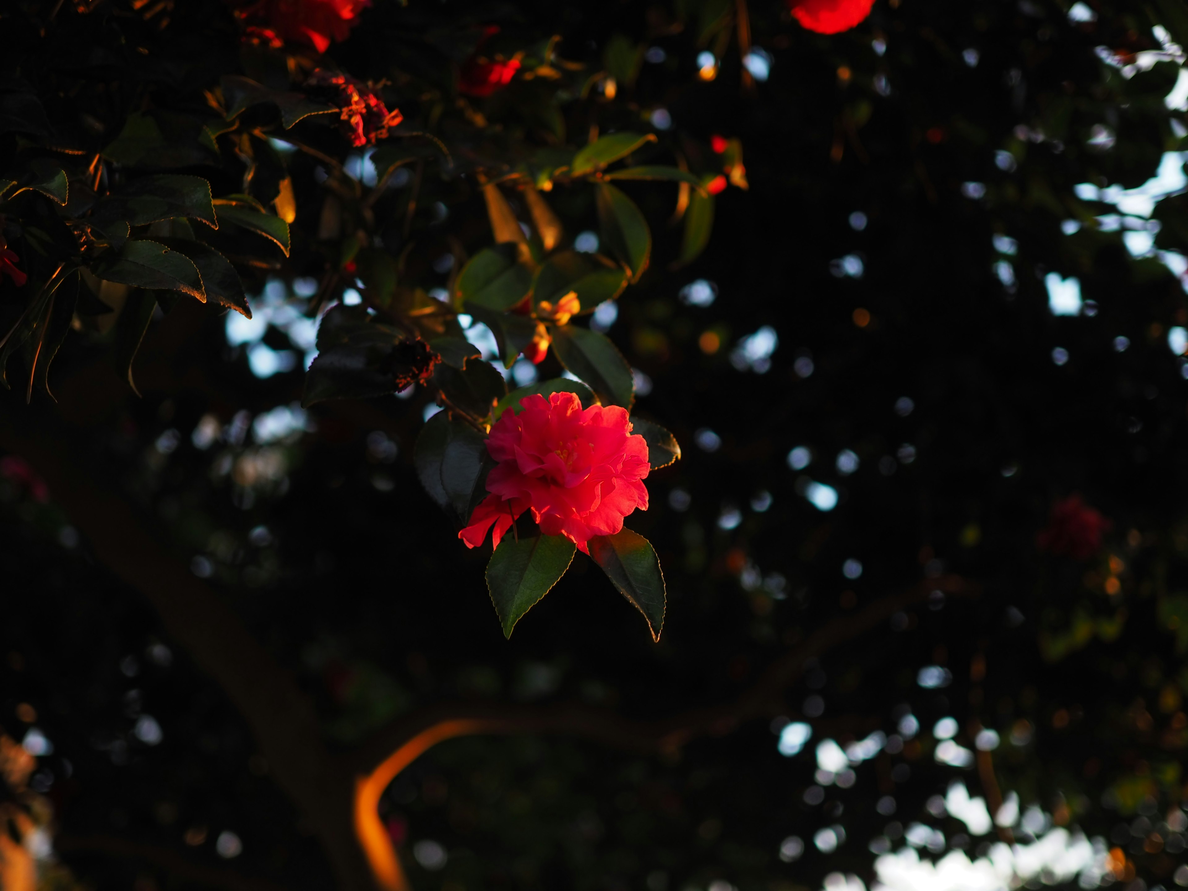 夕日の中で鮮やかな赤い花が咲いている木の枝