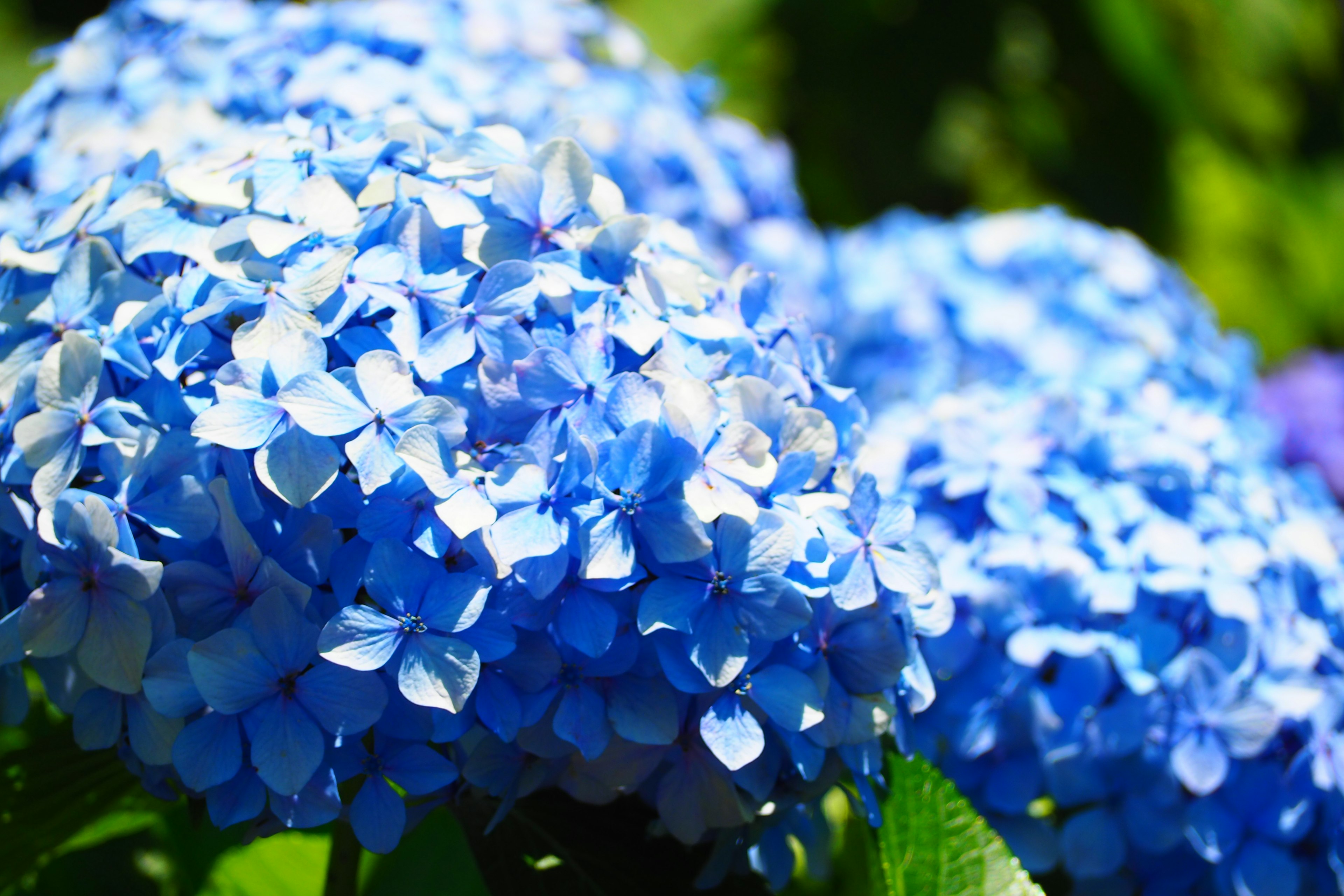 Wunderschöne blaue Hortensienblüten blühen