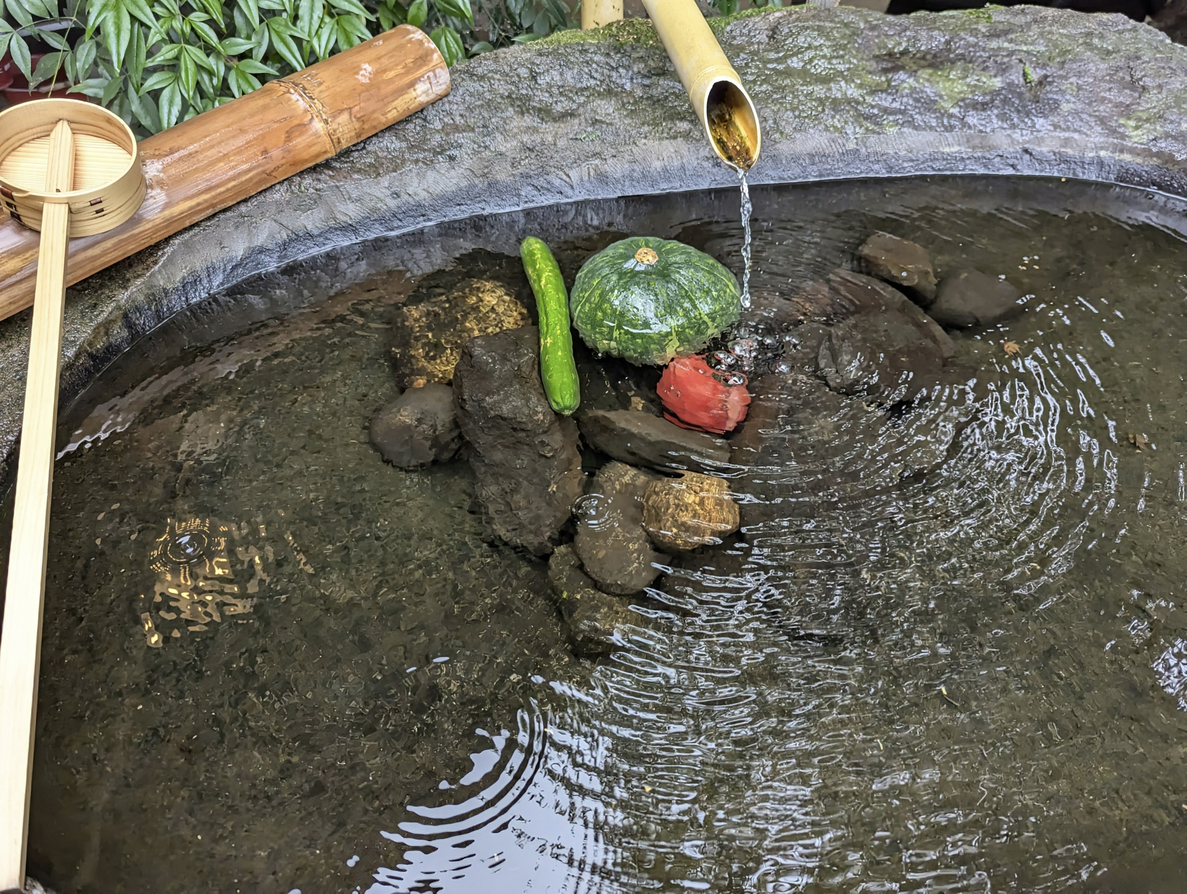 A serene pond scene with a turtle and stones in the water flowing bamboo and green plants