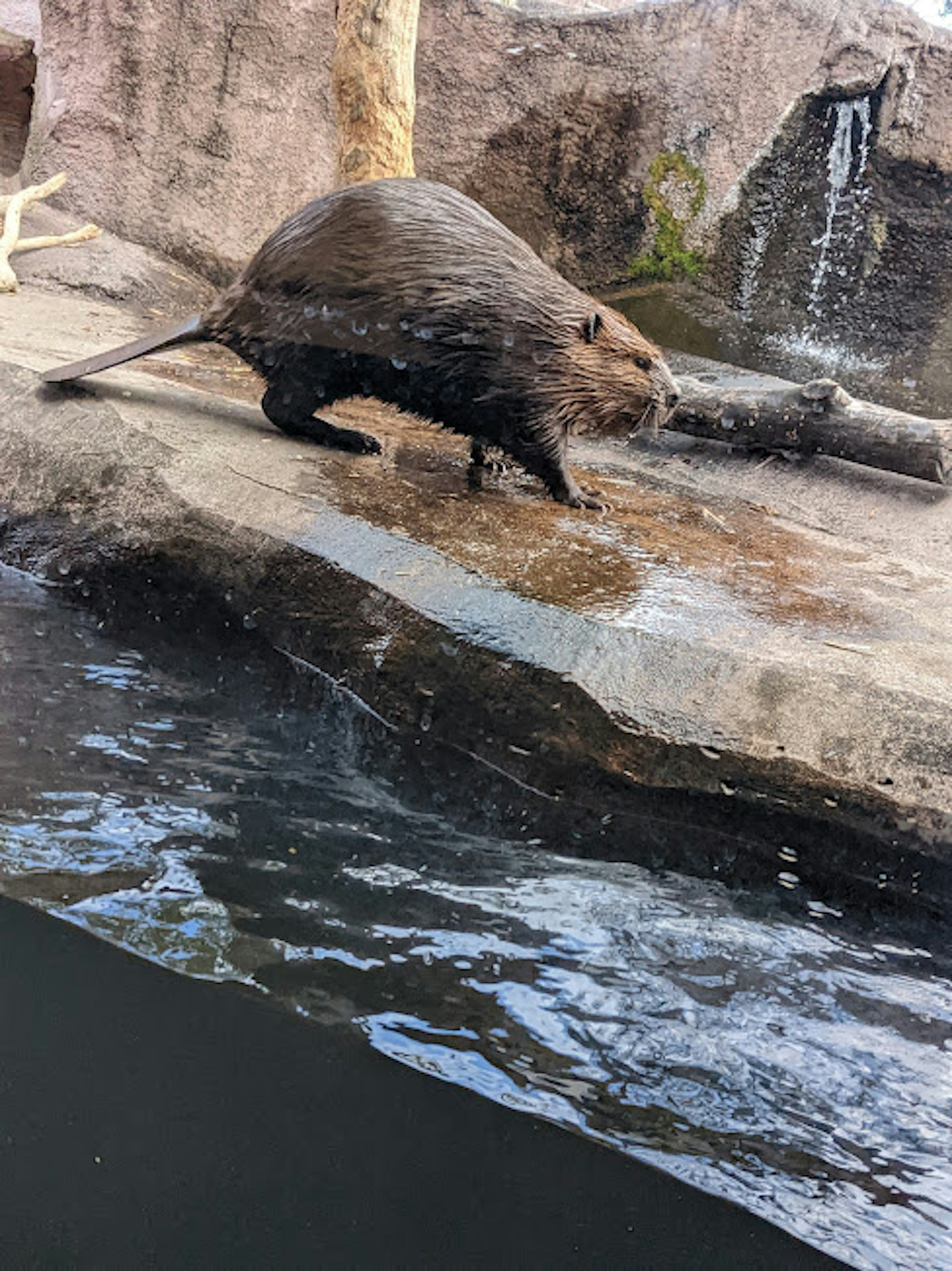 Un castoro che si muove vicino al bordo dell'acqua