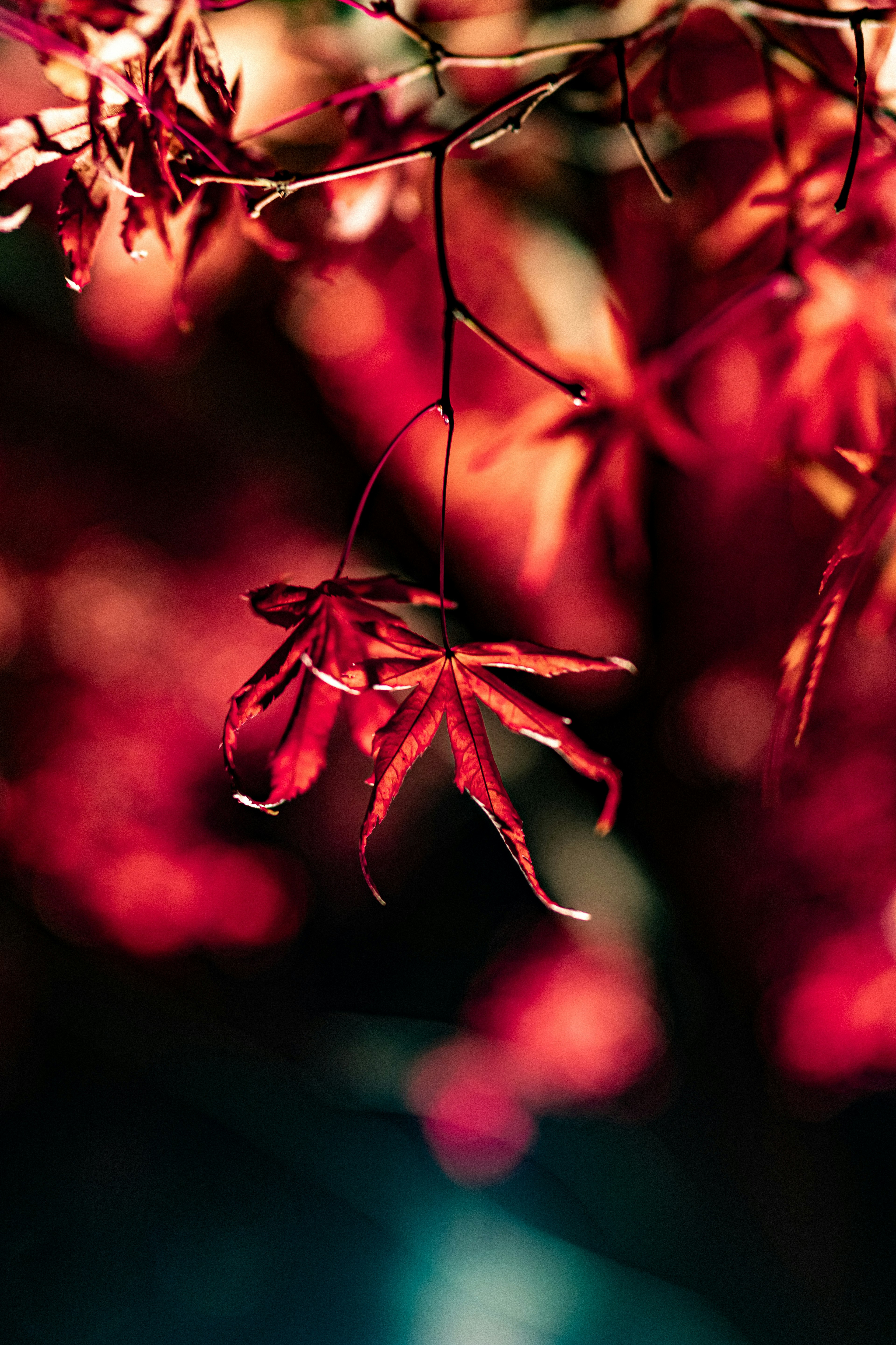 Beautiful autumn scene with red maple leaves blurred in the background