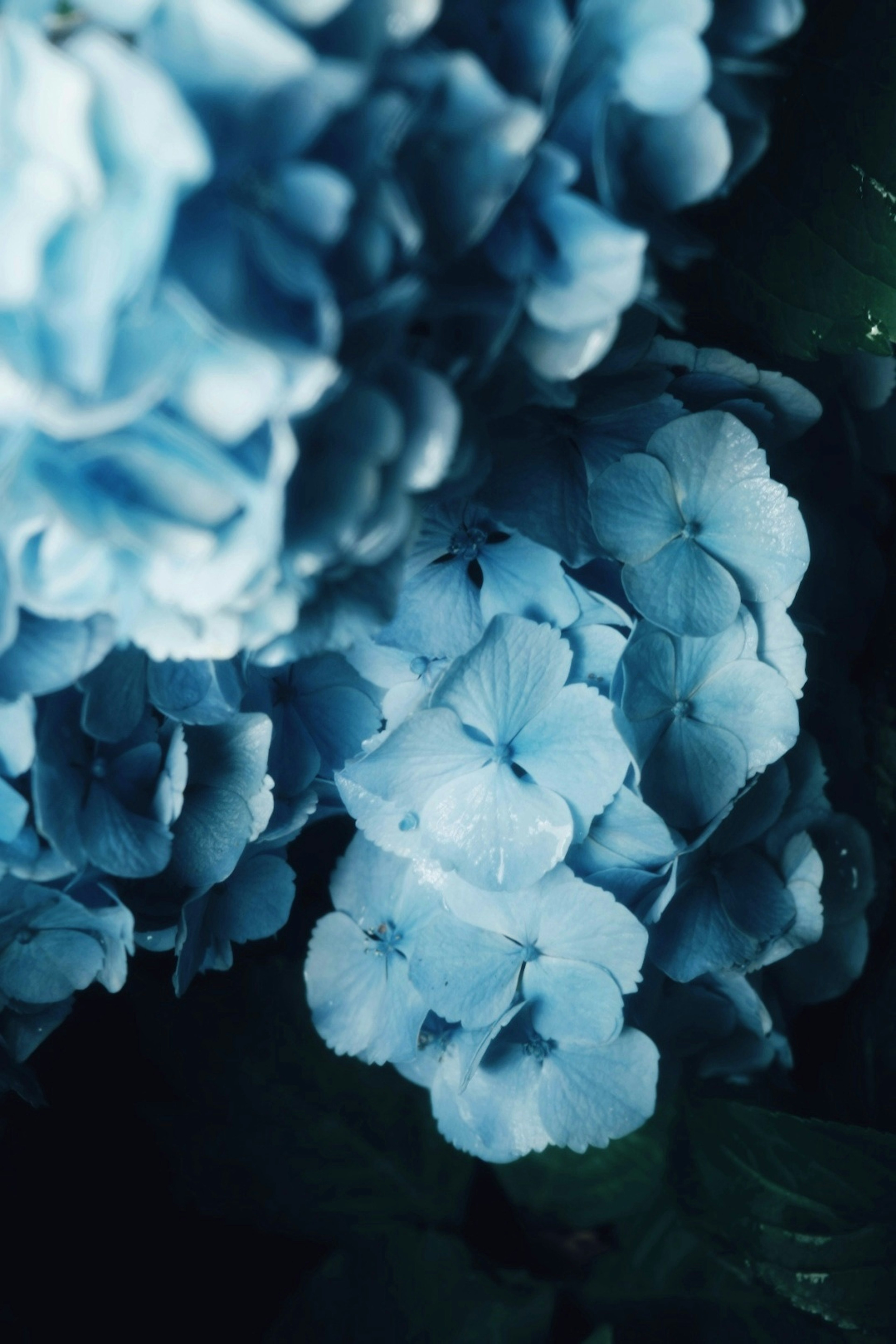 Close-up of blue hydrangea flowers with soft petals