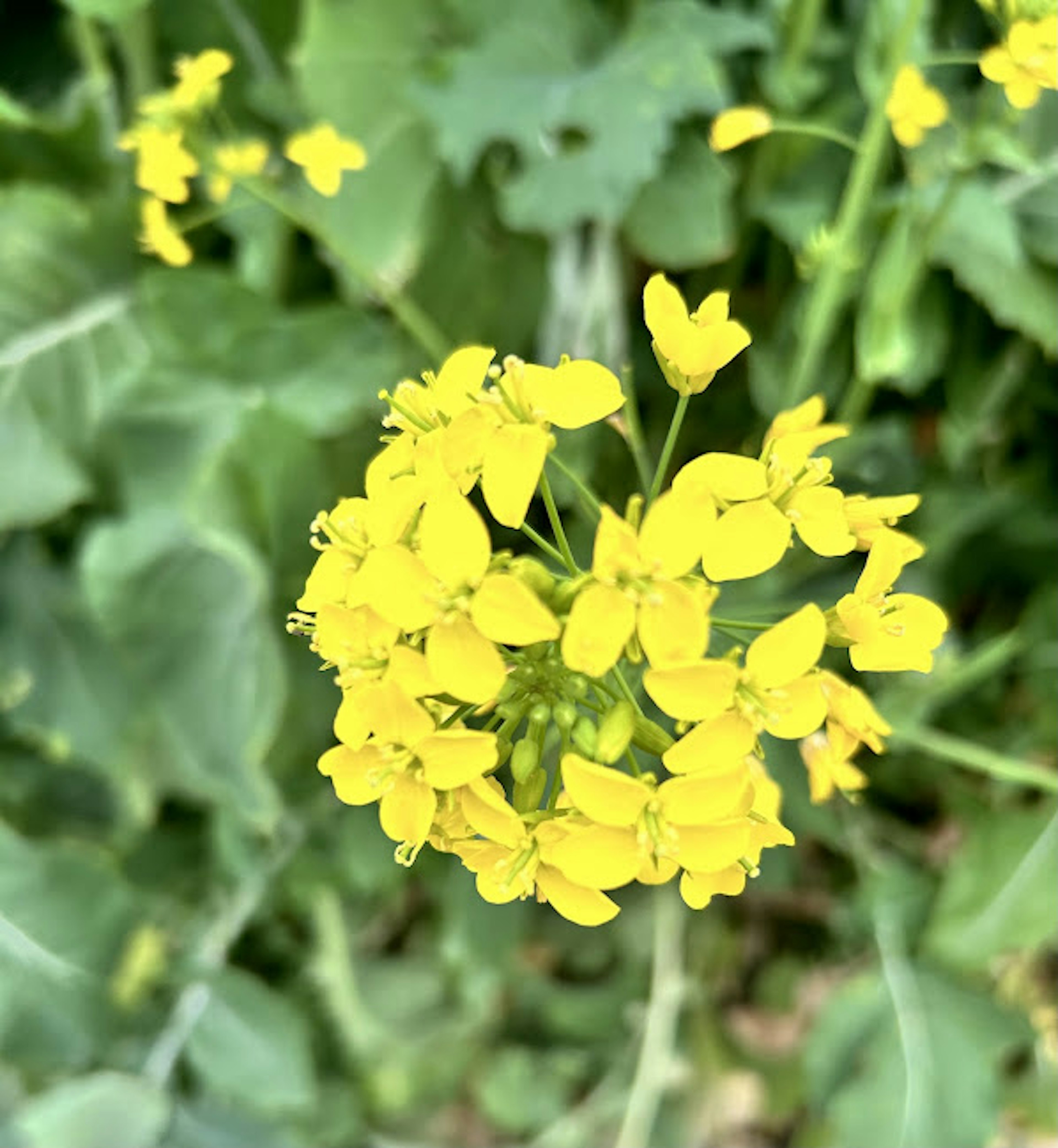 Close-up tanaman berbunga dengan bunga kuning