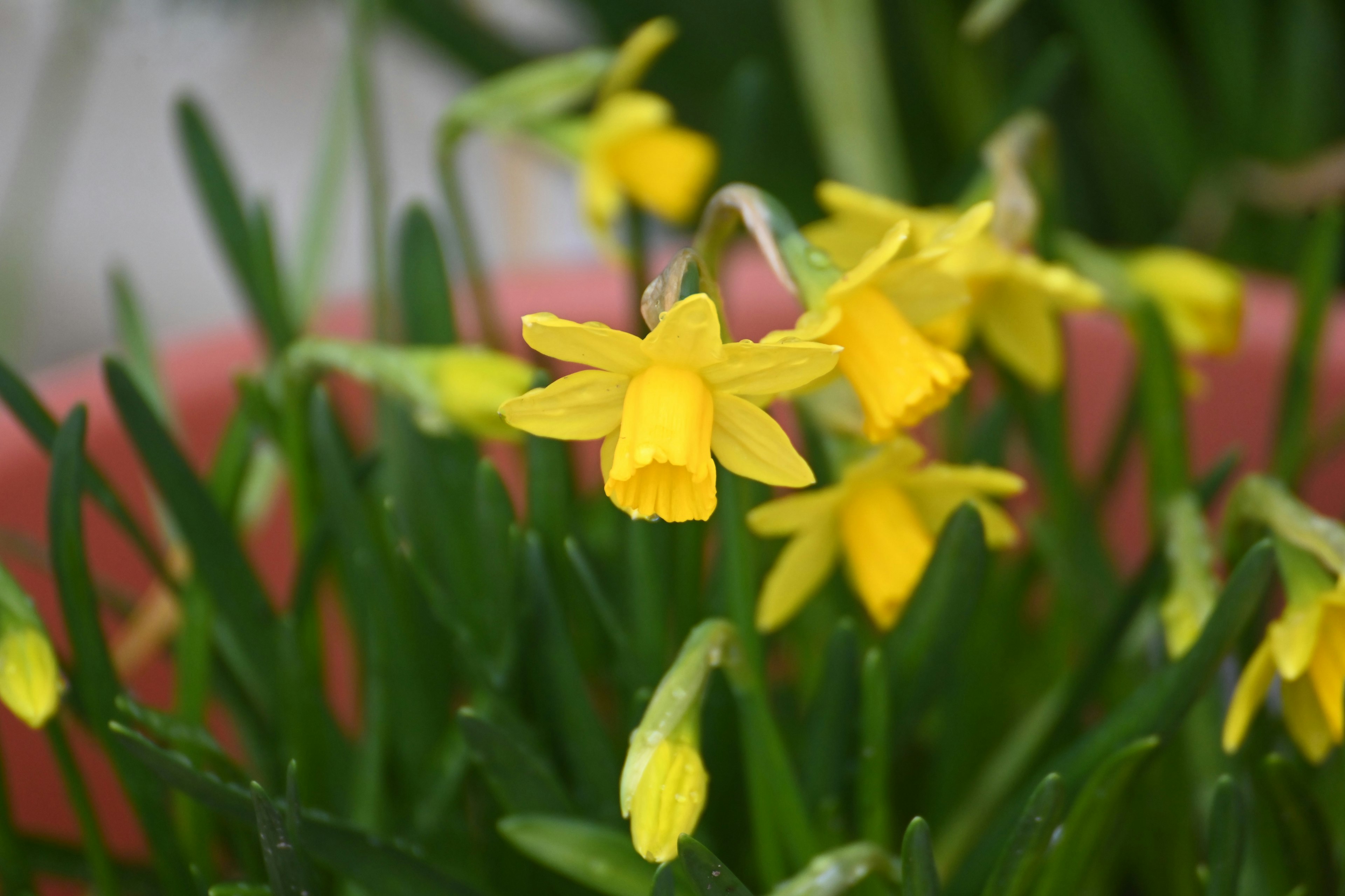 Töpfe mit leuchtend gelben Narzissenblüten