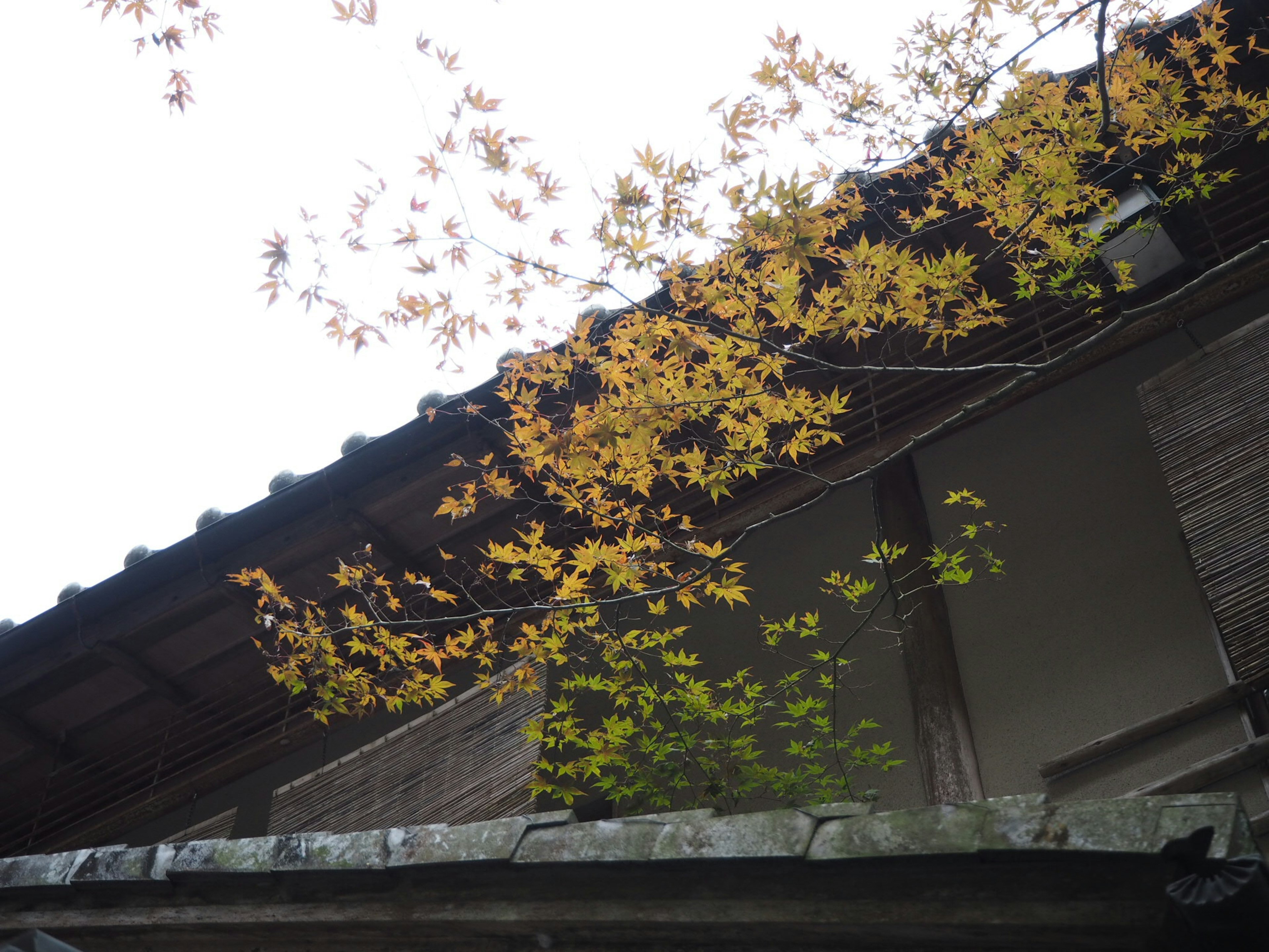 Old building roof adorned with autumn leaves