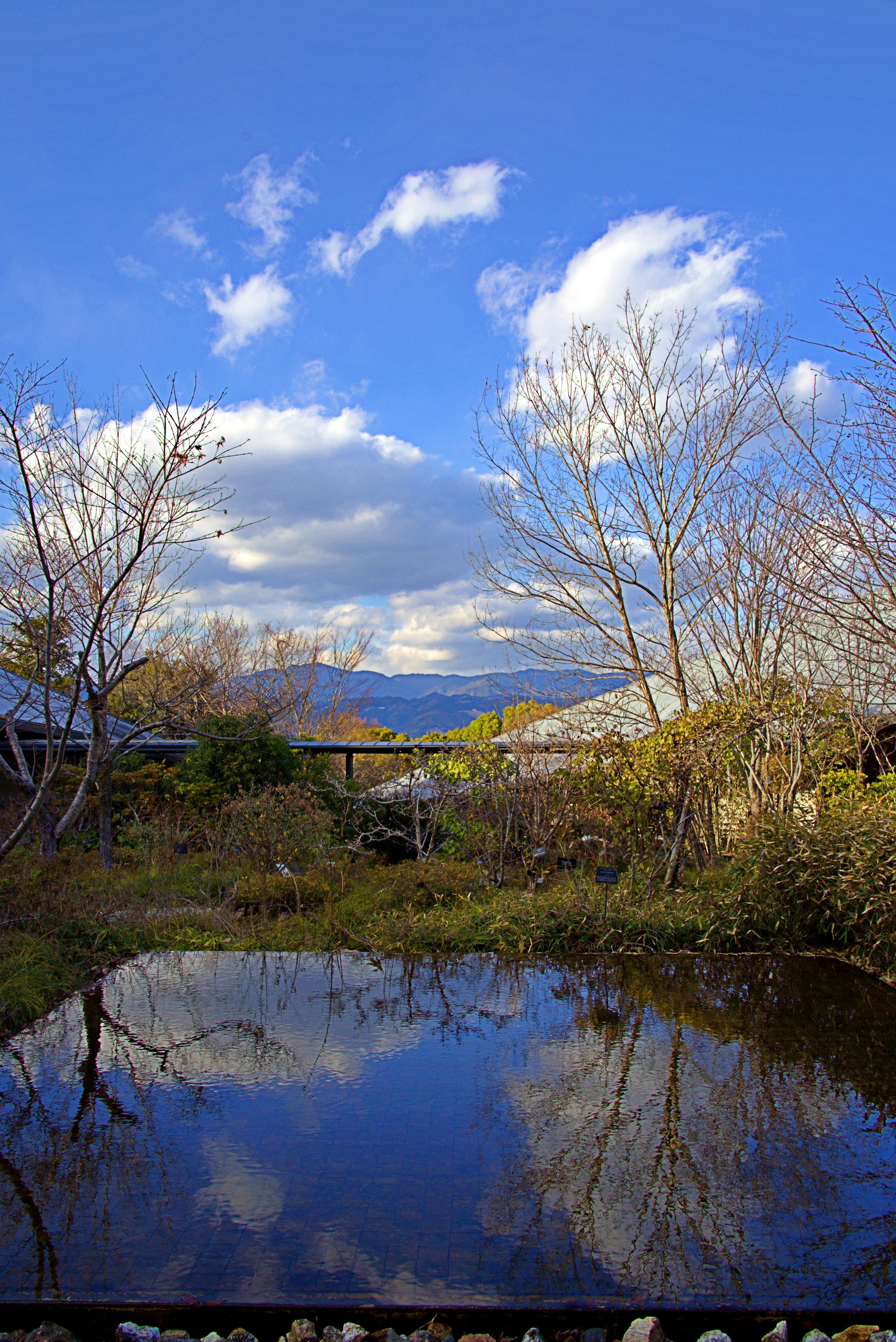 青空と白い雲が映る池の風景 乾燥した木々と緑の植物が周囲に点在