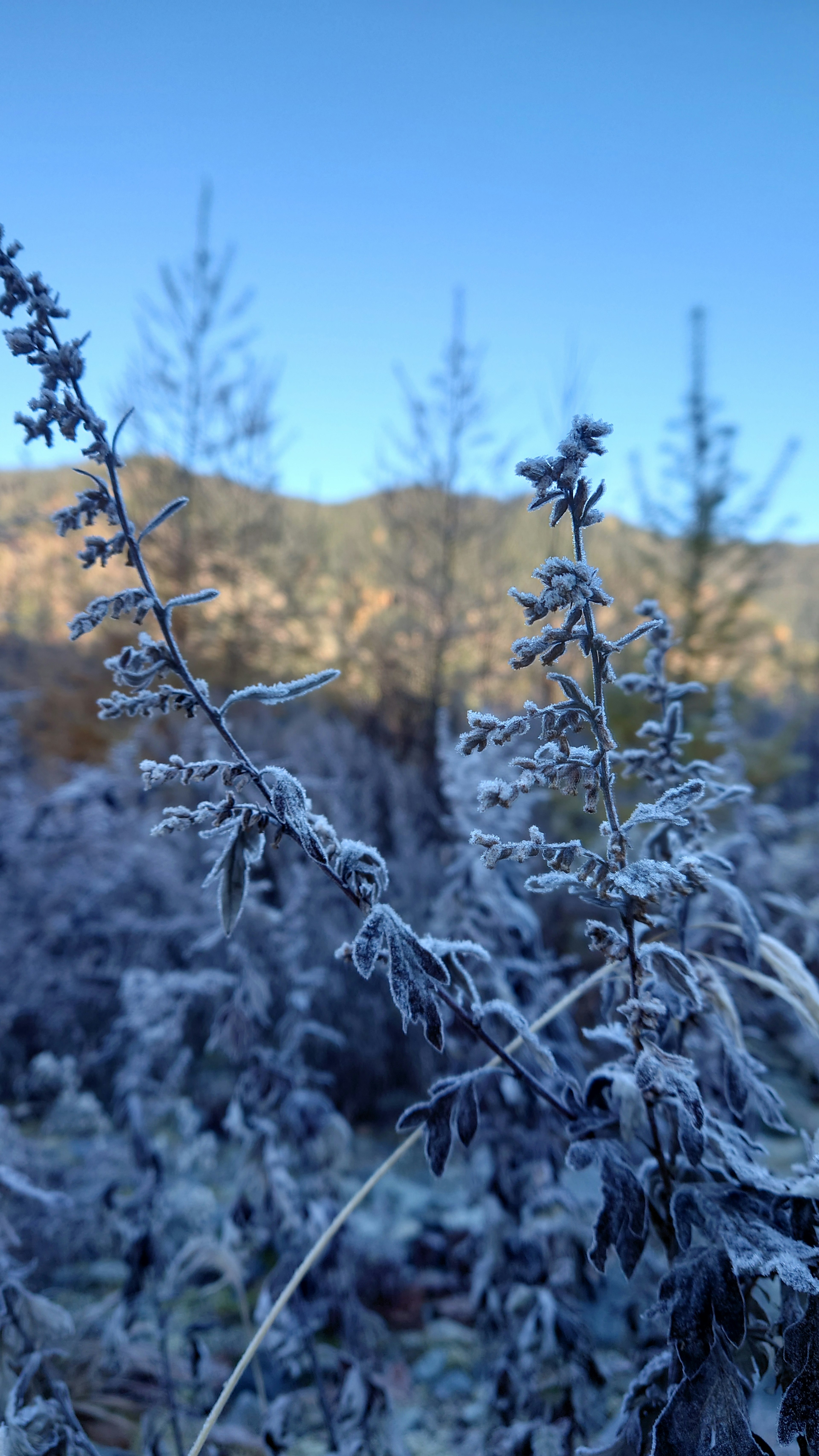 Frost-covered plants with a blue sky background