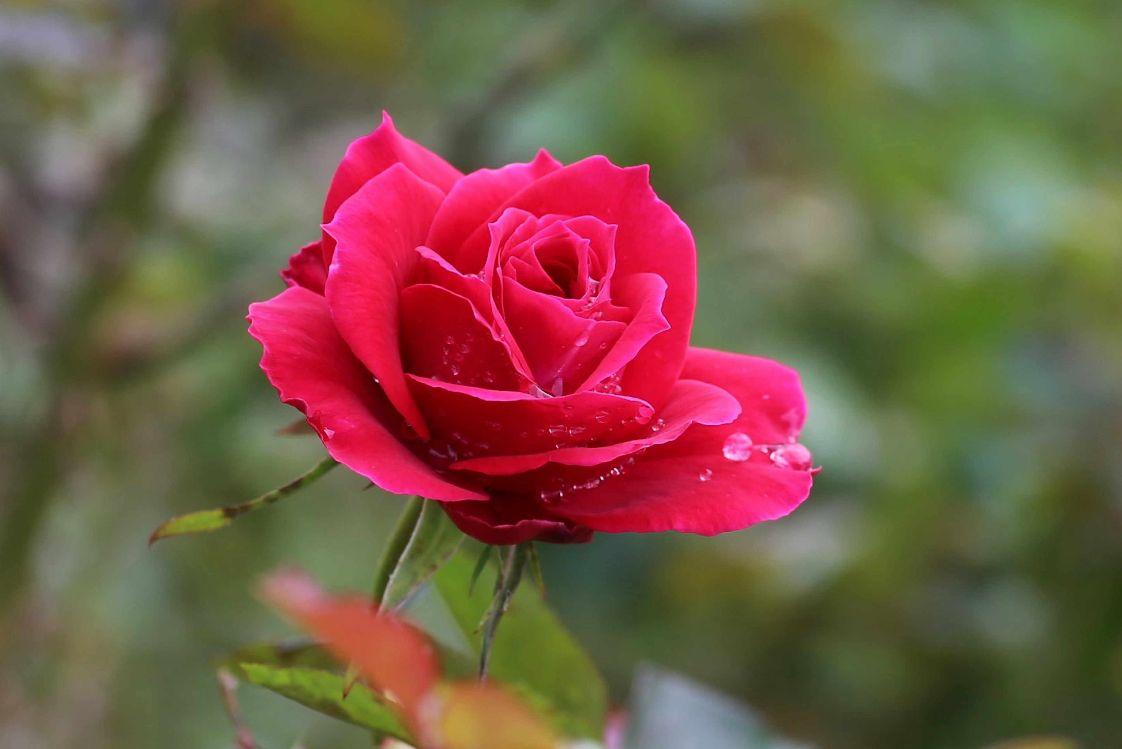 A vibrant red rose flower adorned with droplets