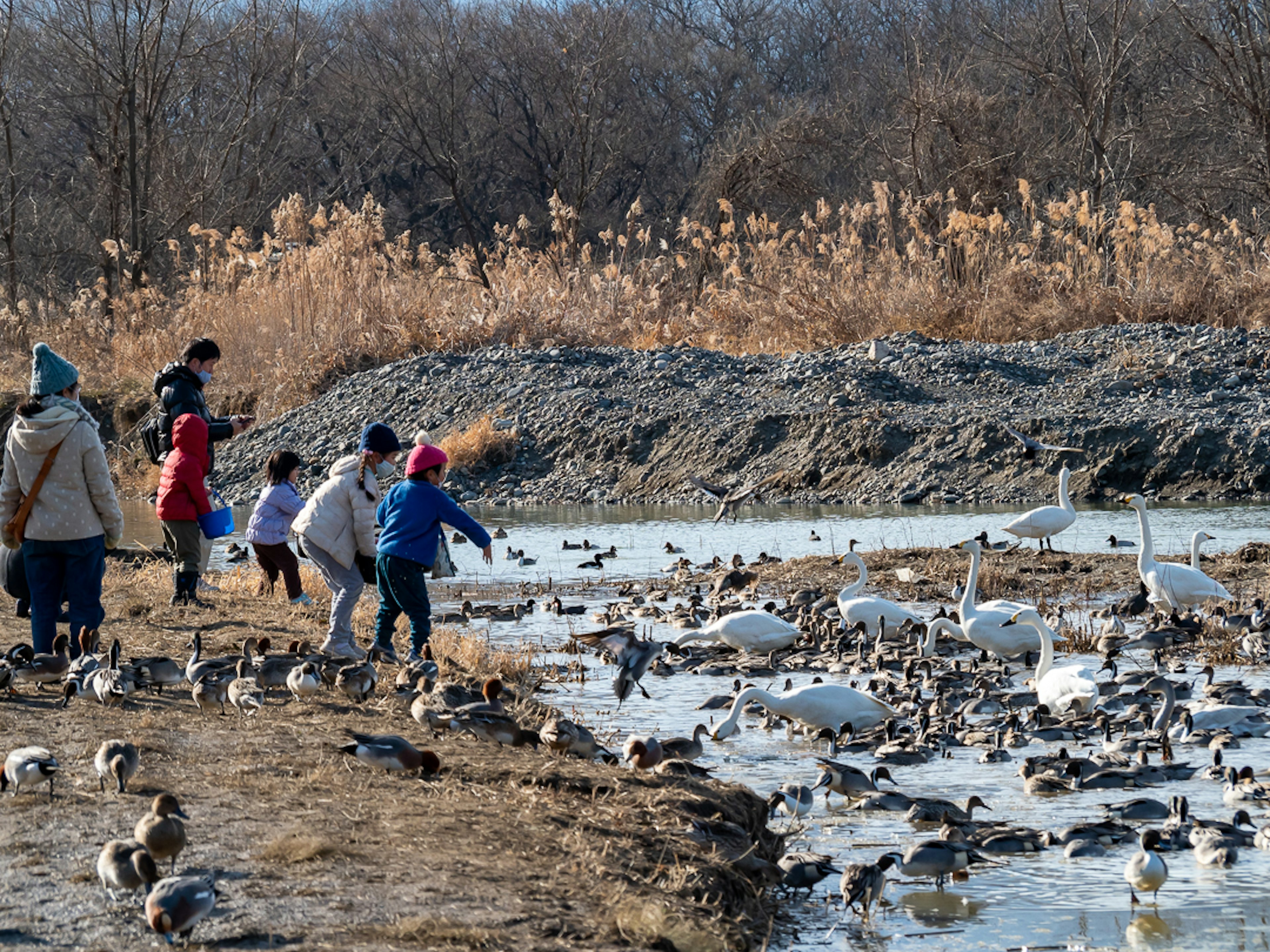 子供たちと大人が水辺で水鳥に餌をやる風景