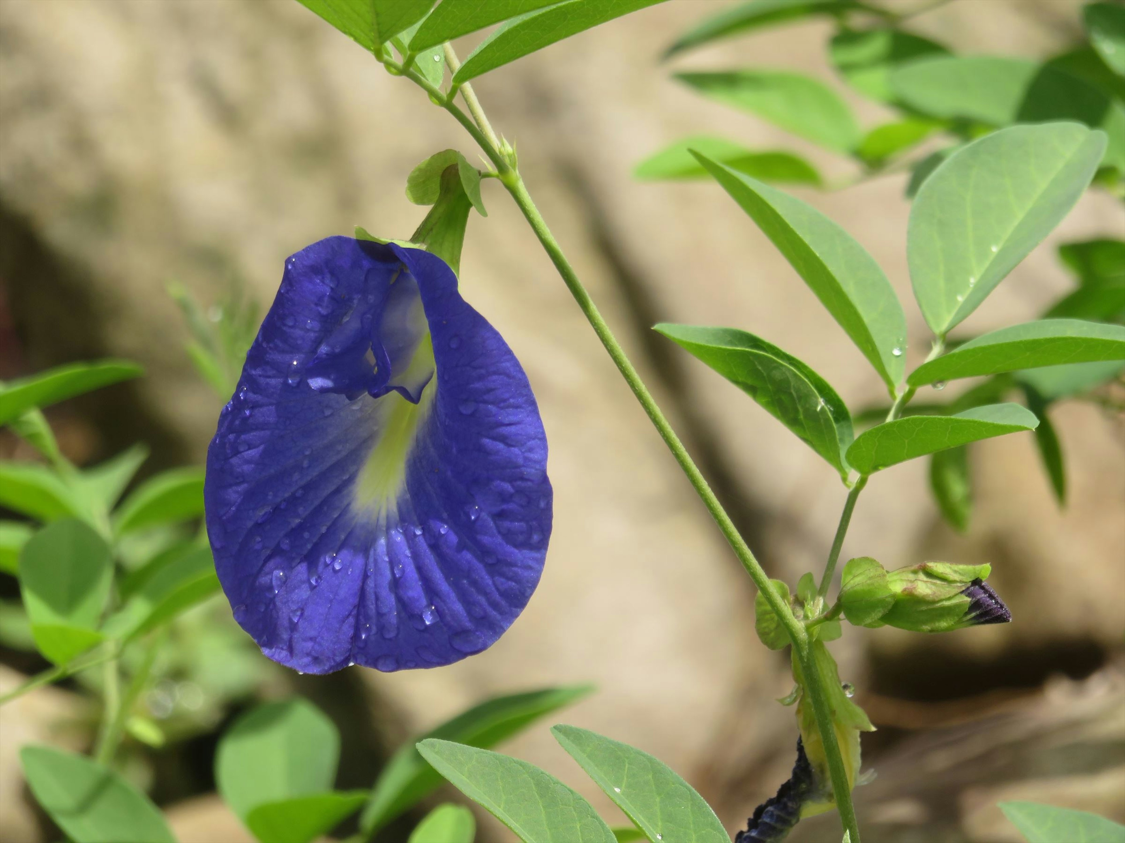 Lebenskräftige blaue Schmetterlingserbse blüht zwischen grünen Blättern