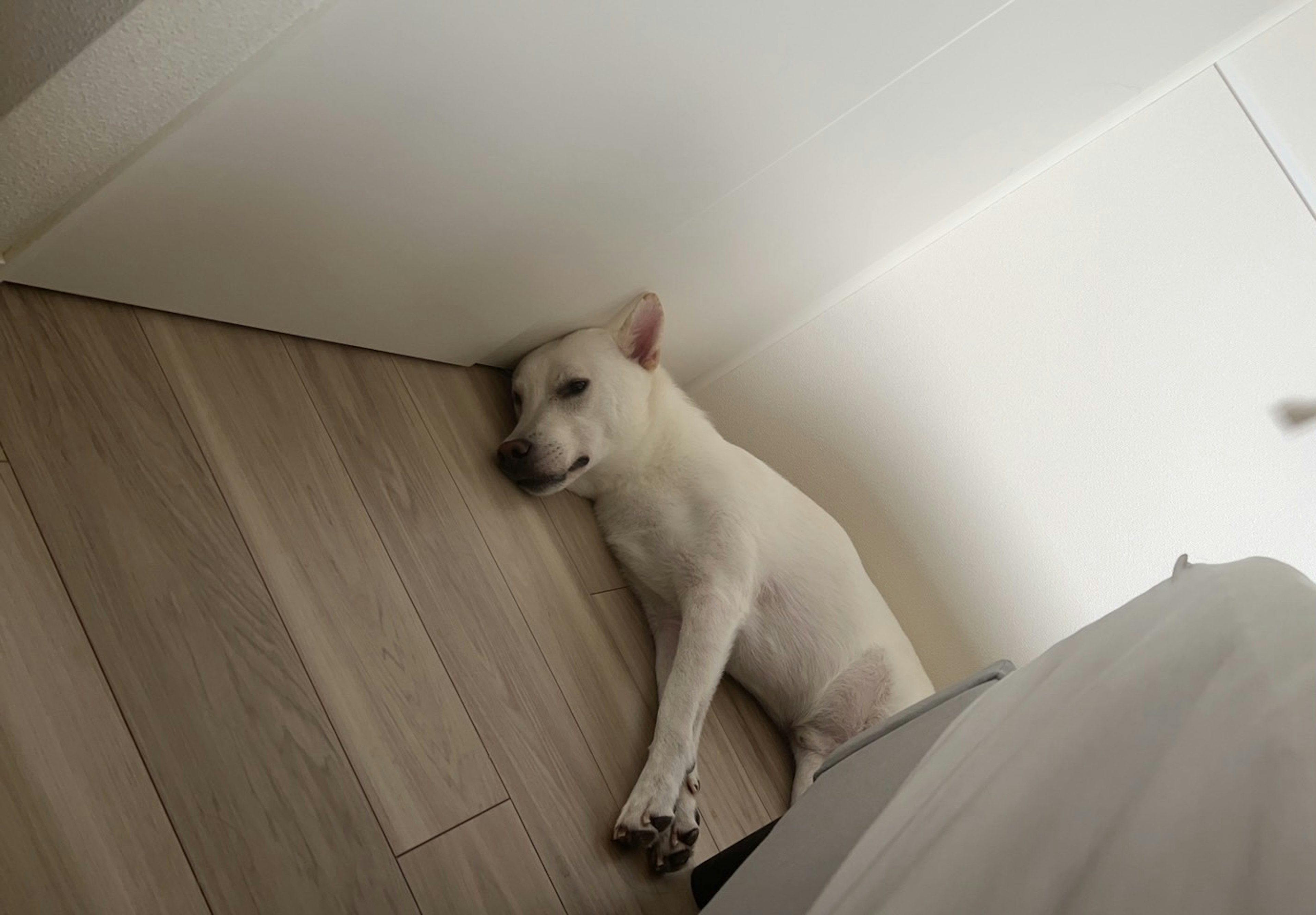 A white dog lying in the corner of a room