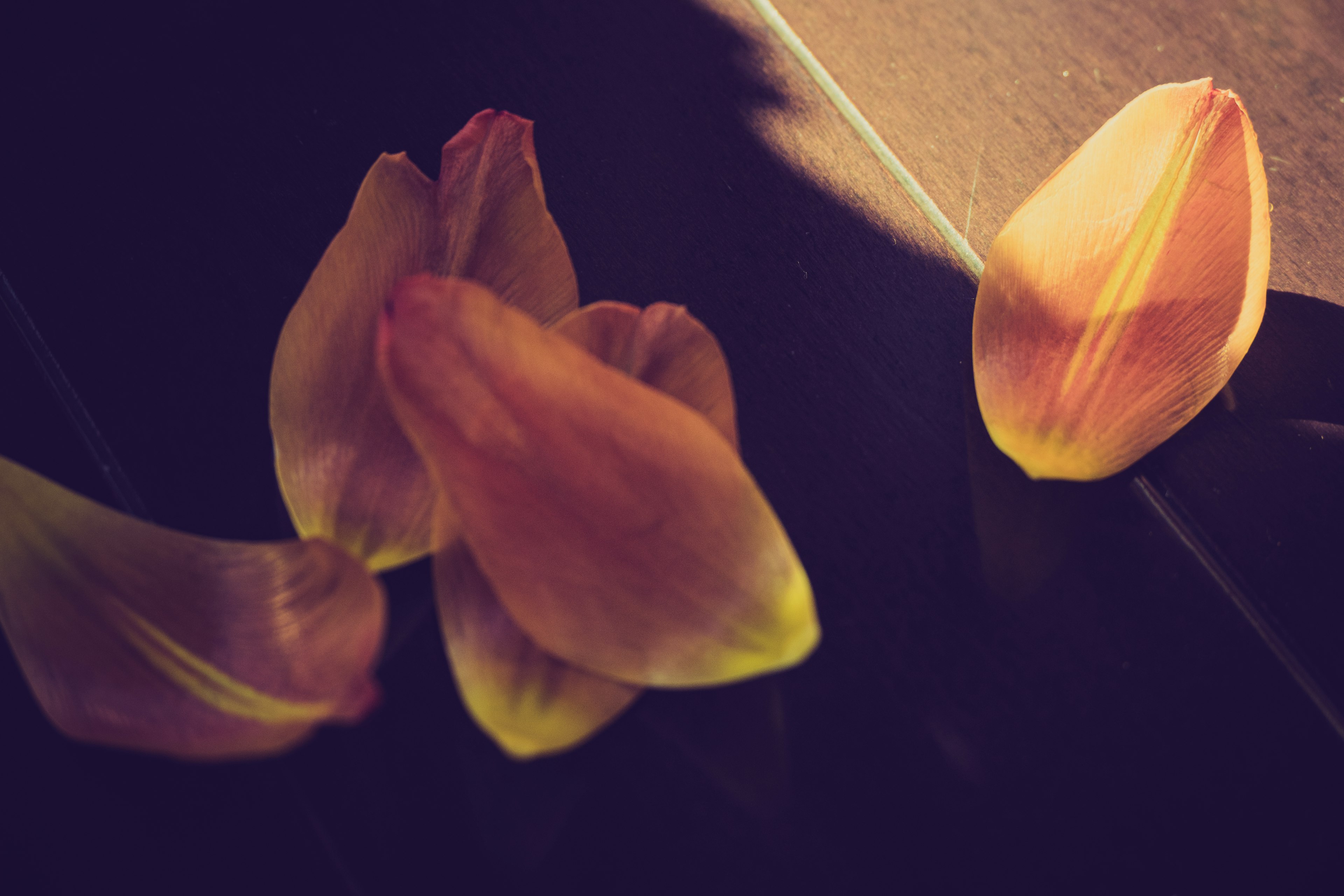 Close-up photo of flower petals featuring bright colors and shadows