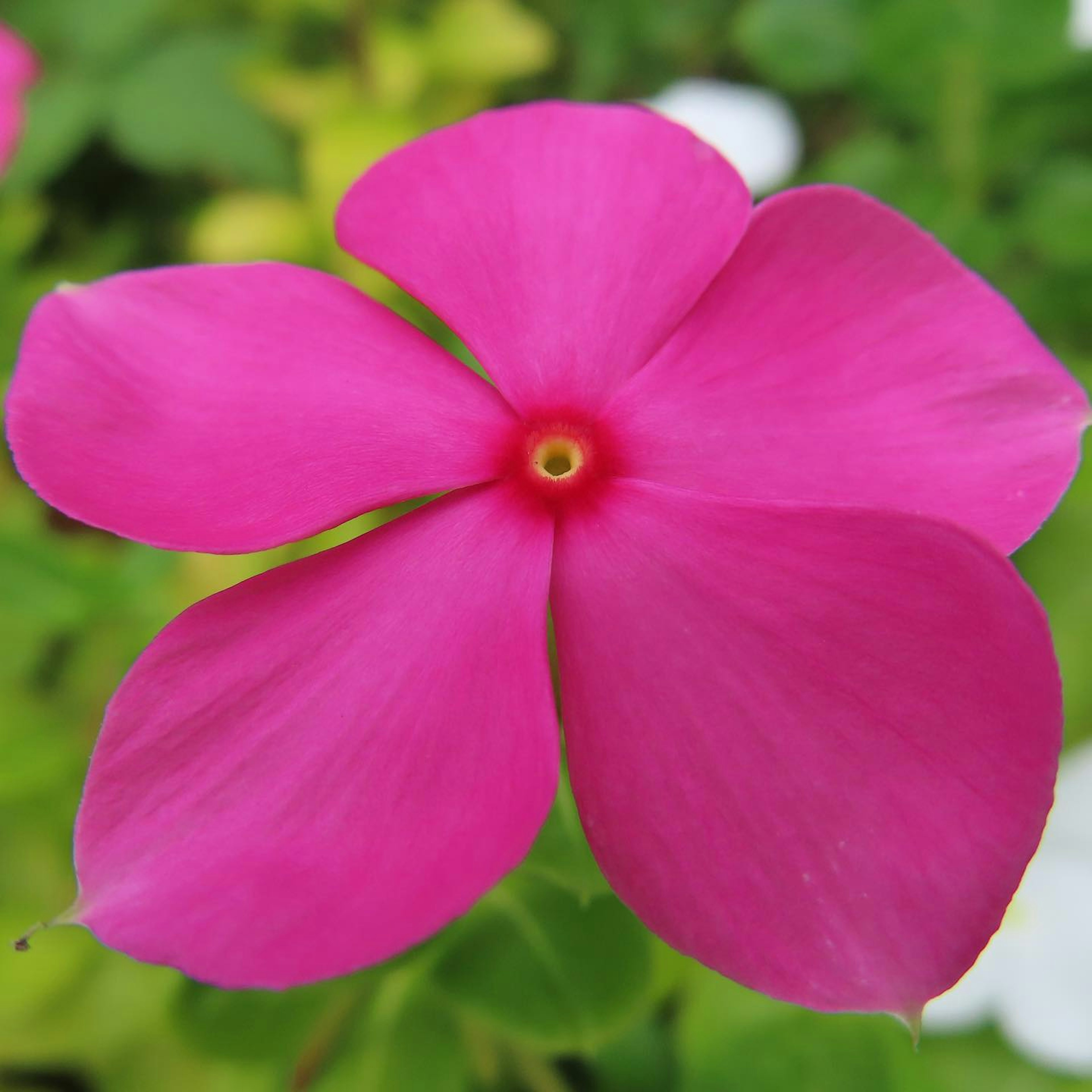 Nahaufnahme einer lebhaften pinken Blume mit glatten Blütenblättern