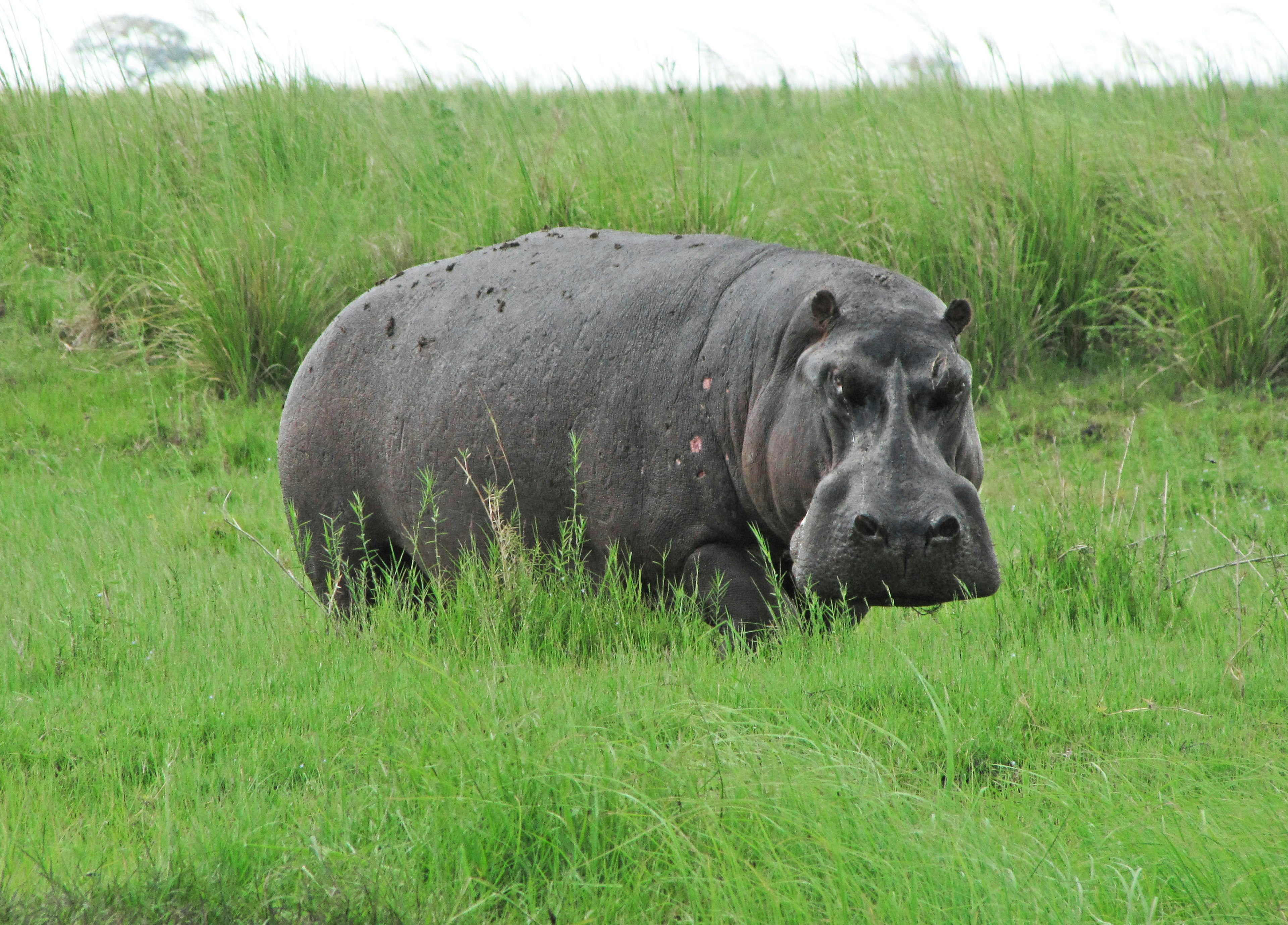 Hippopotamus berdiri di rumput hijau tinggi