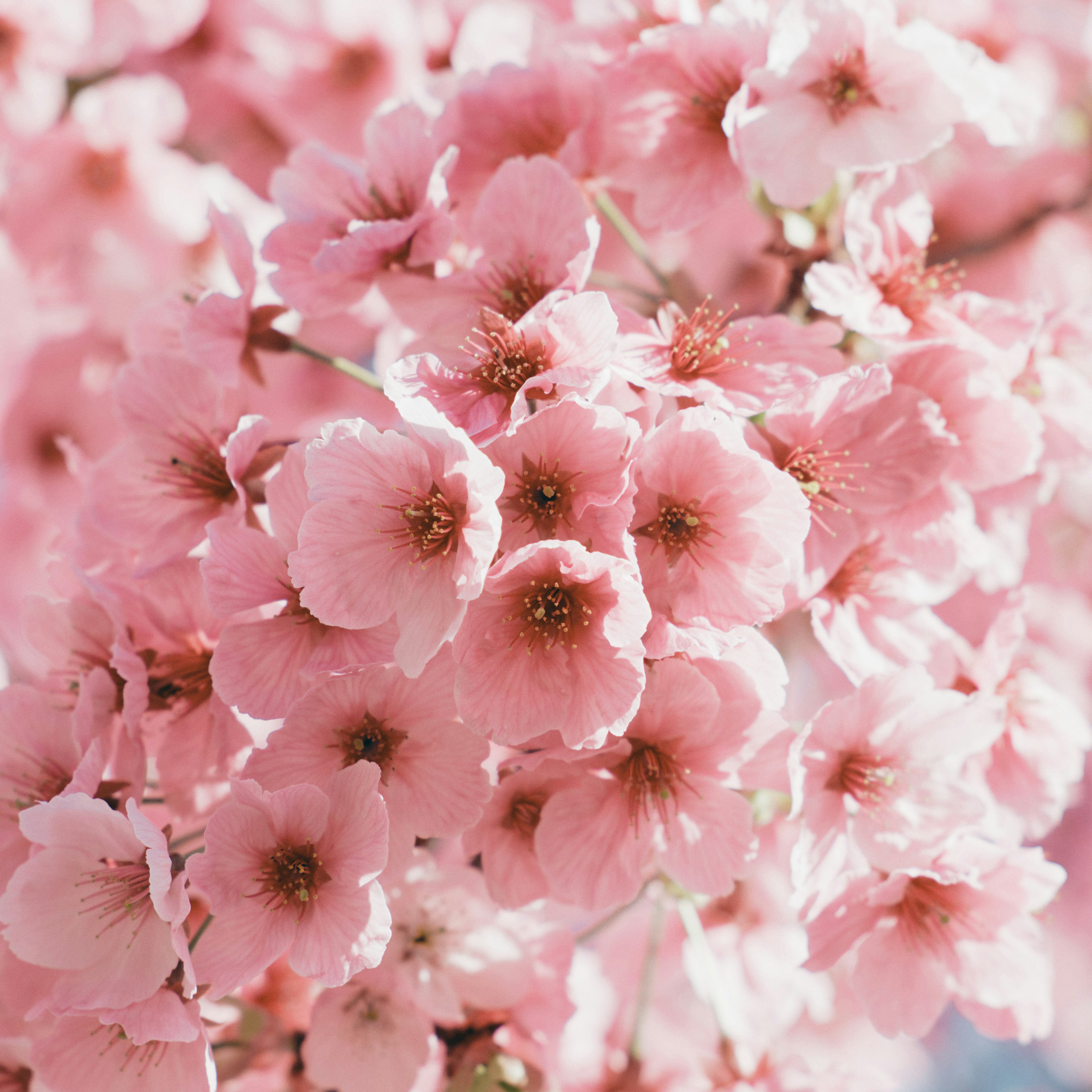 Flores de cerezo en plena floración con pétalos rosa y centros marrones