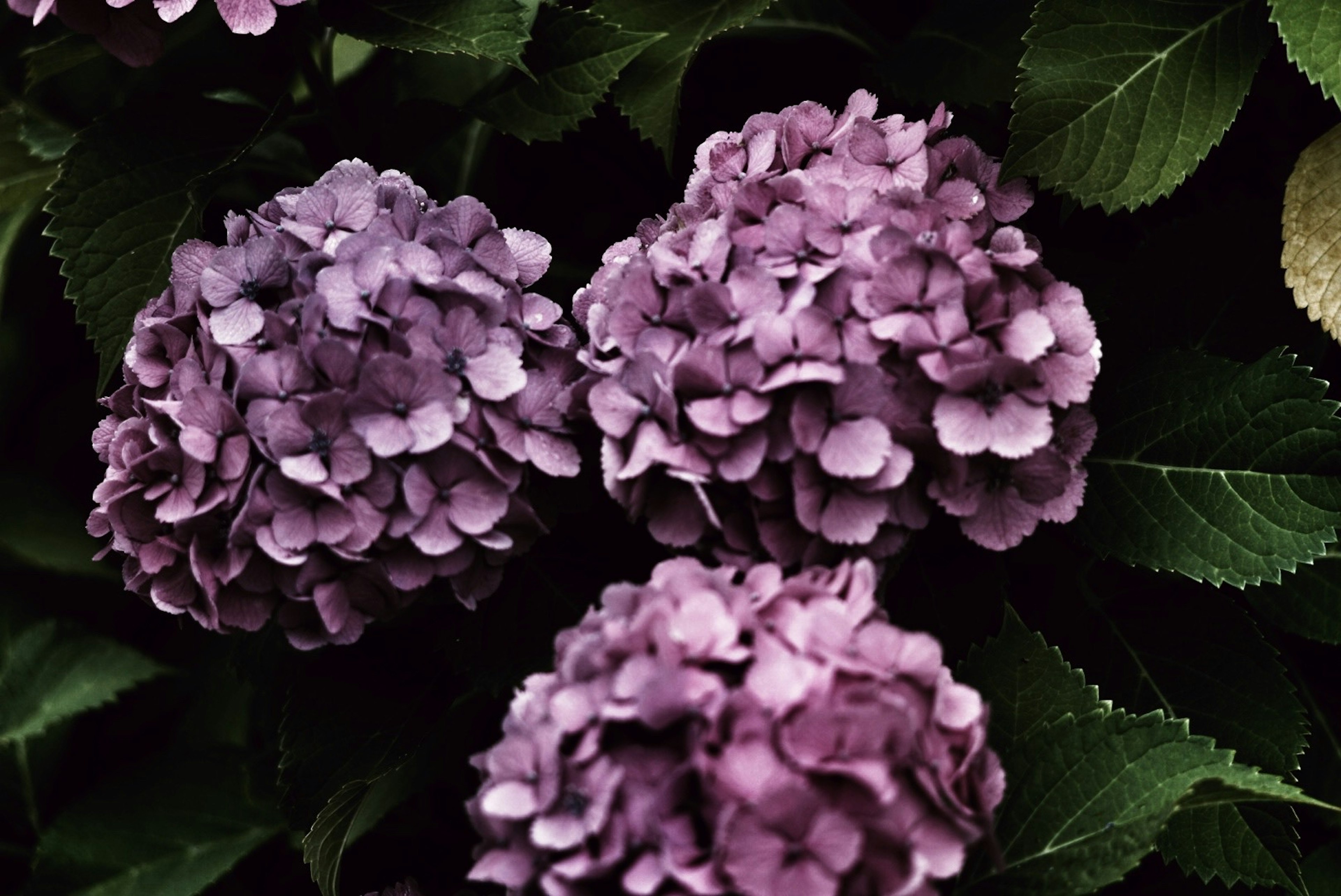 Purple hydrangea flowers surrounded by green leaves