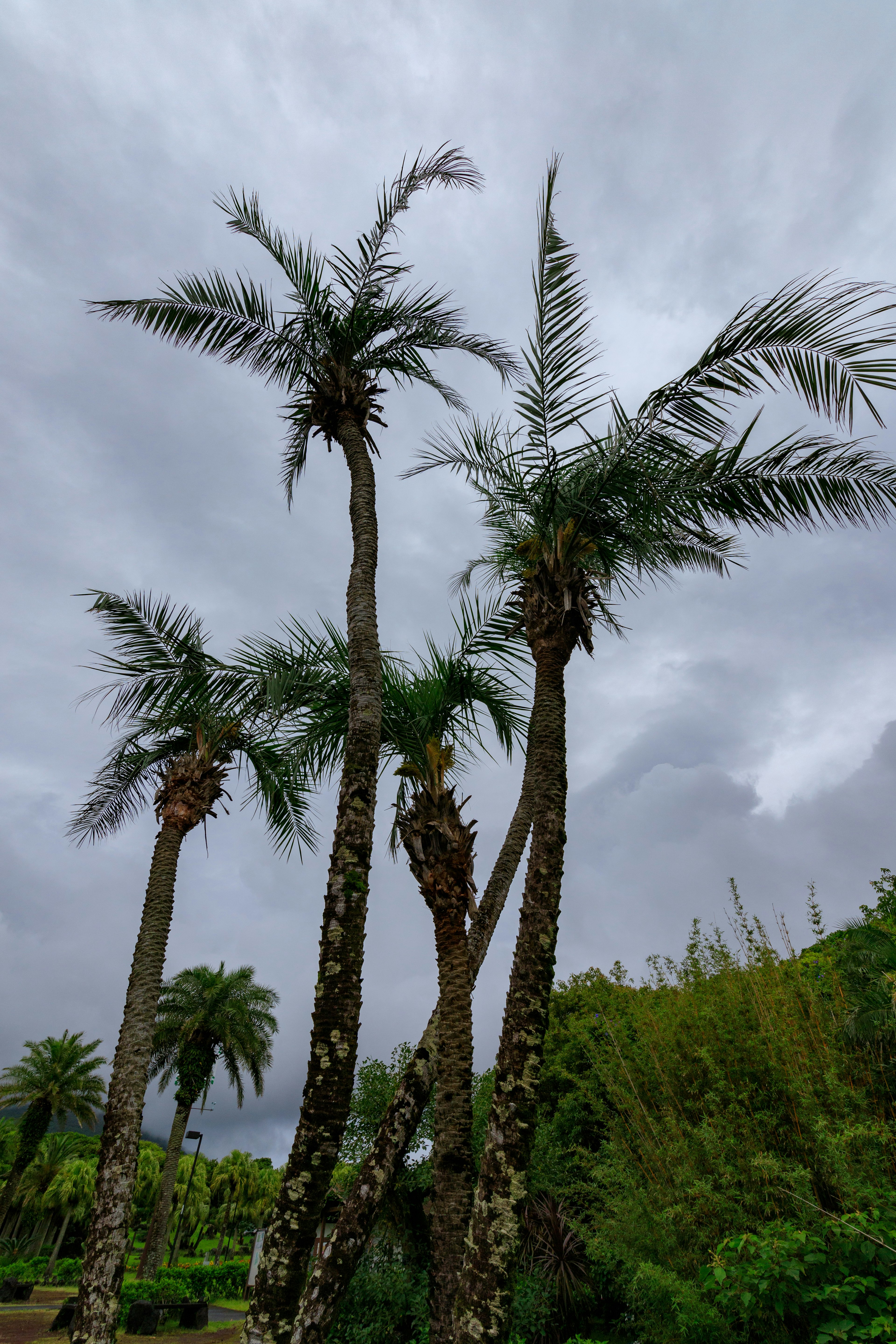 Tall palm trees against a cloudy sky