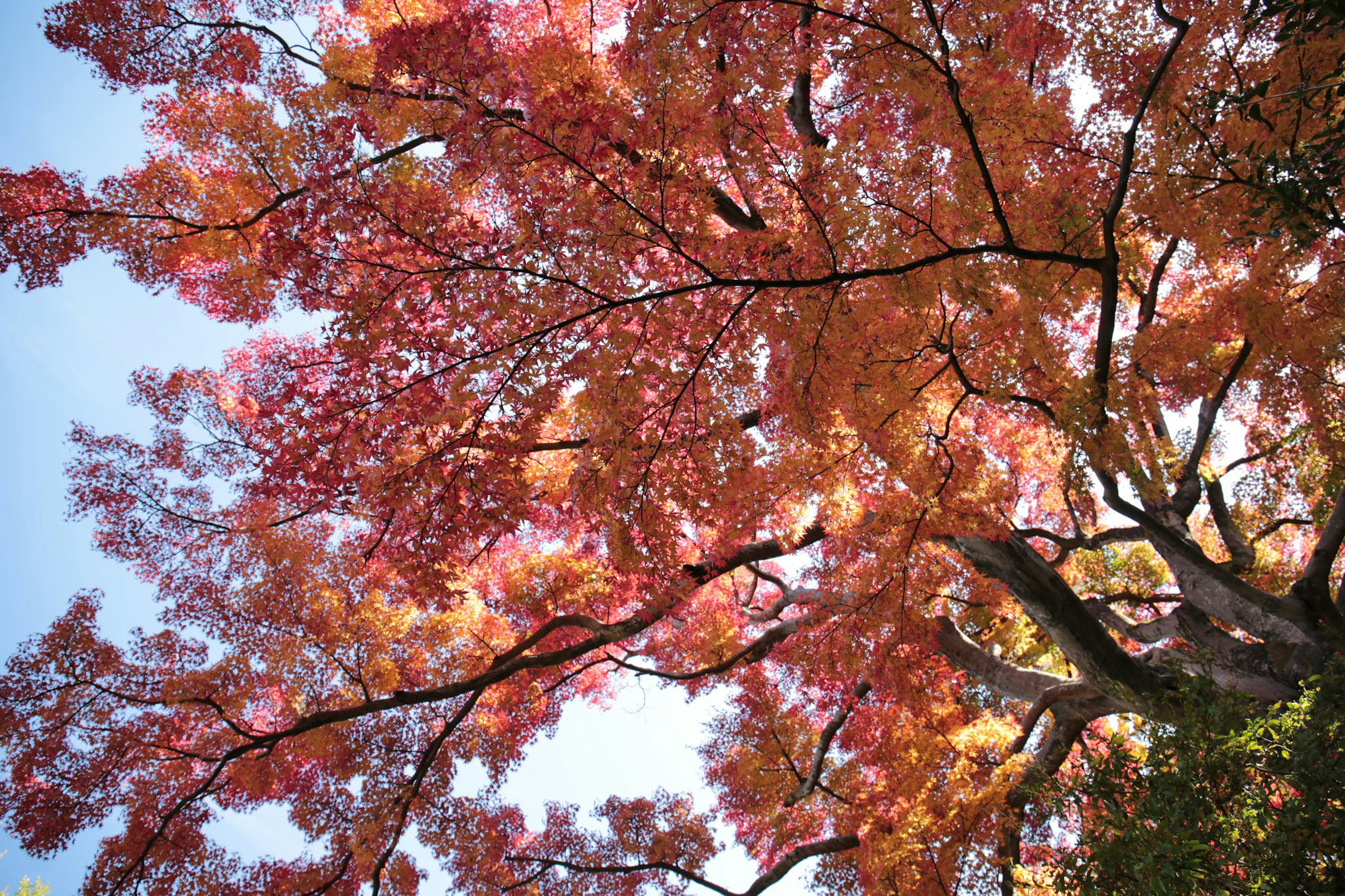 Lebendige Herbstblätter eines Baumes, die sich gegen einen blauen Himmel ausbreiten