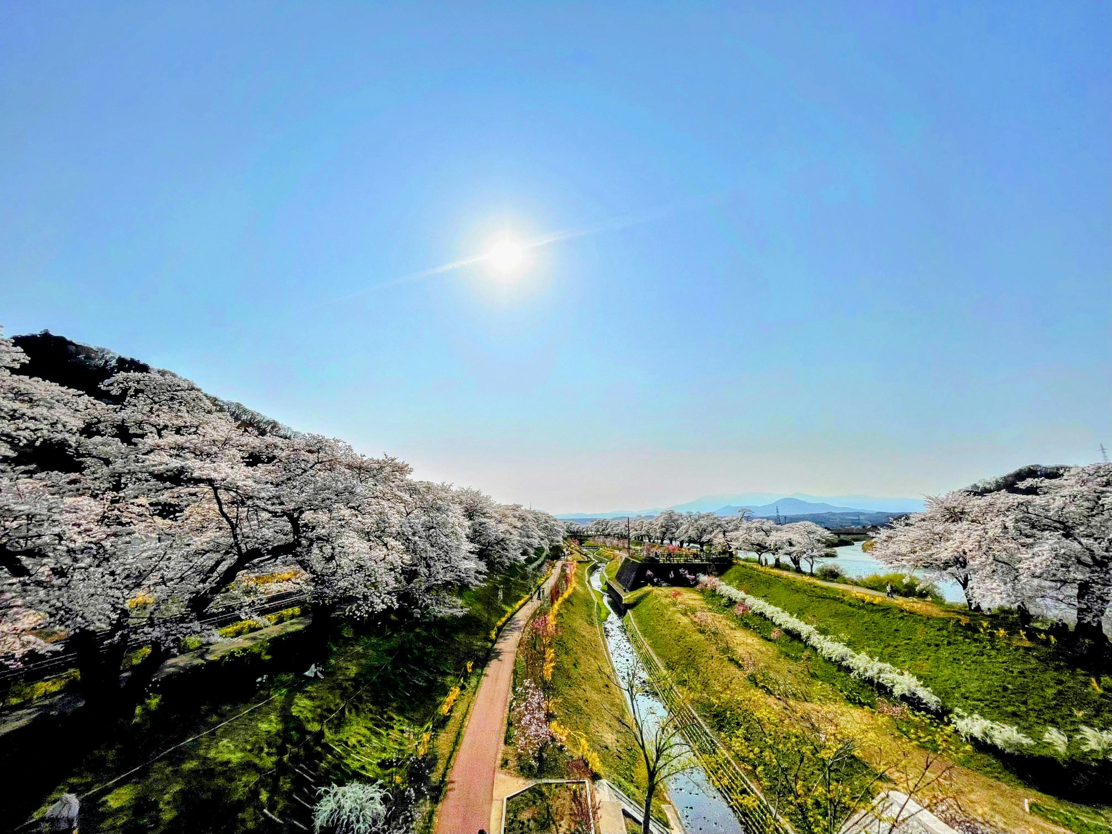 満開の桜の木々が並ぶ美しい風景 川と緑の草地が広がる晴れた青空の下