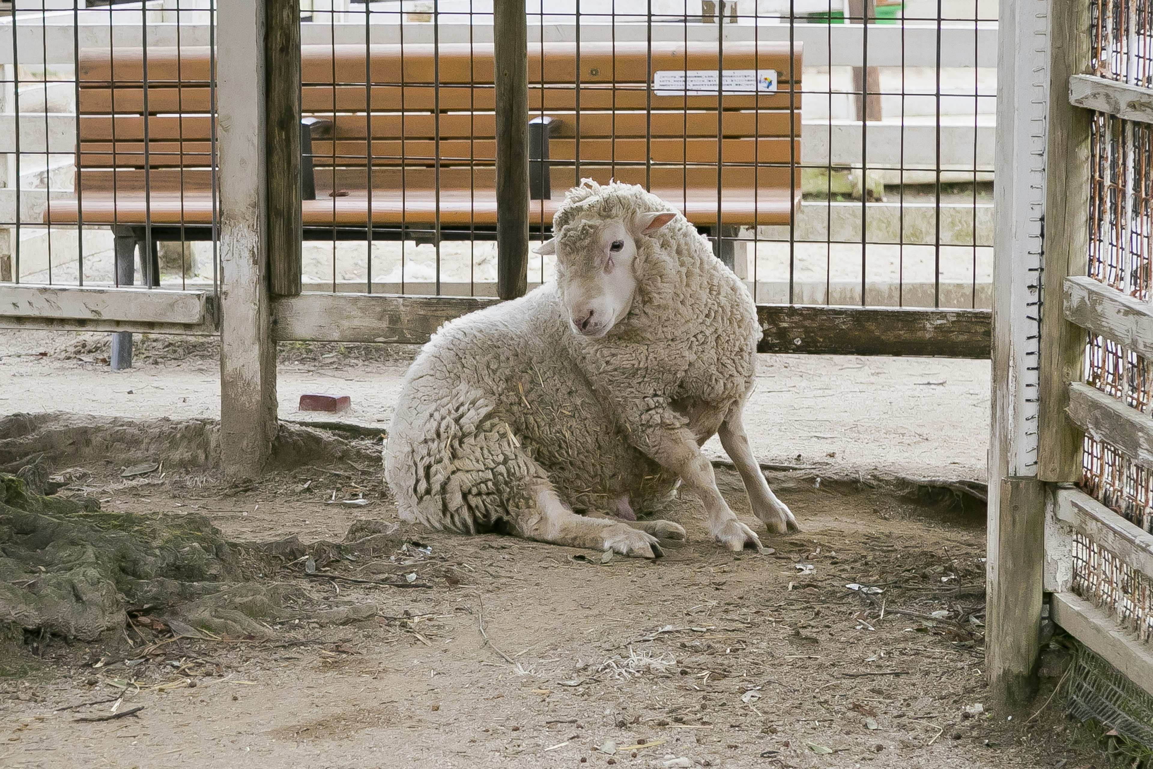 Una oveja descansando dentro de un corral con suelo de tierra