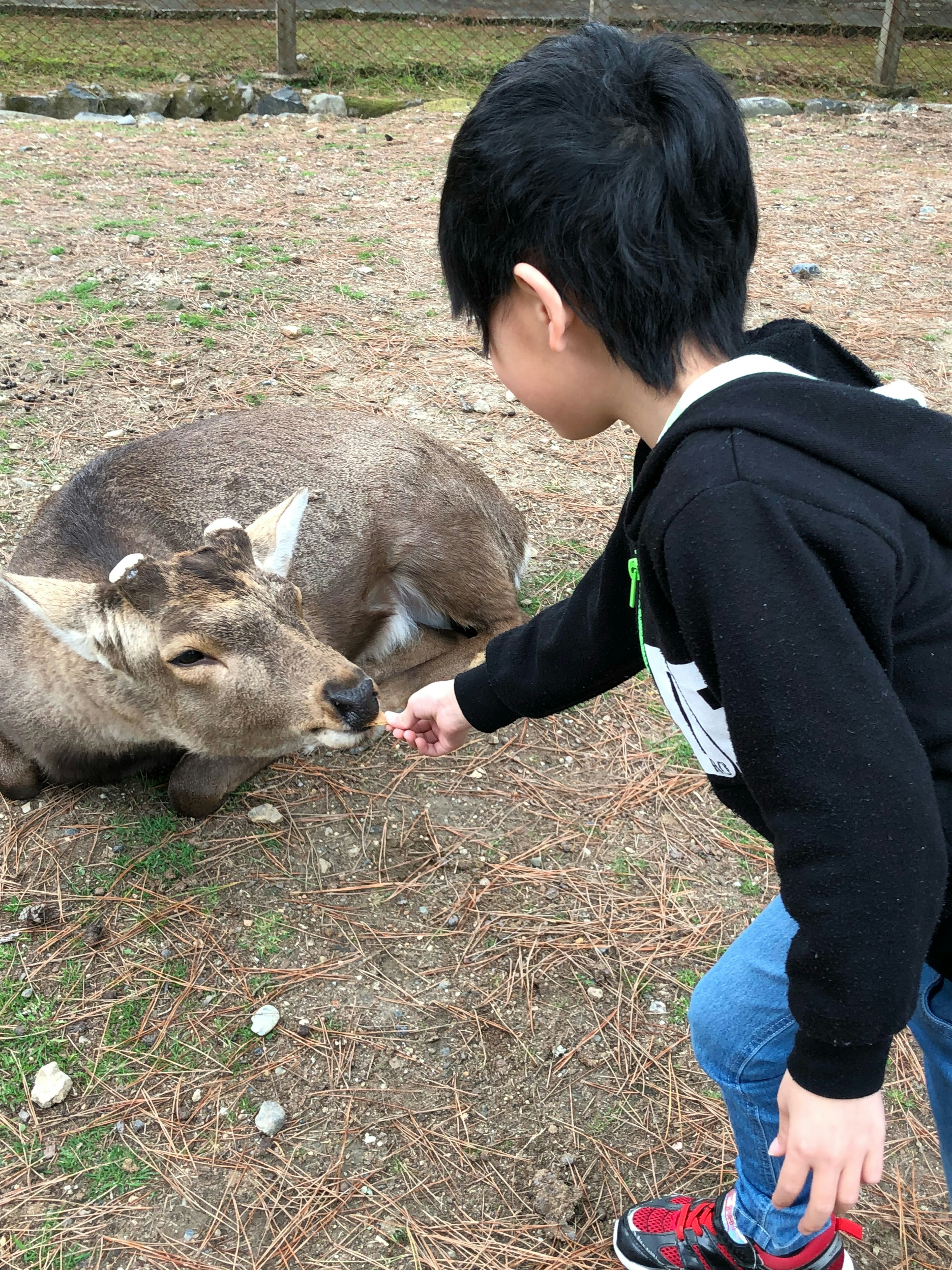 一个孩子在自然环境中喂鹿