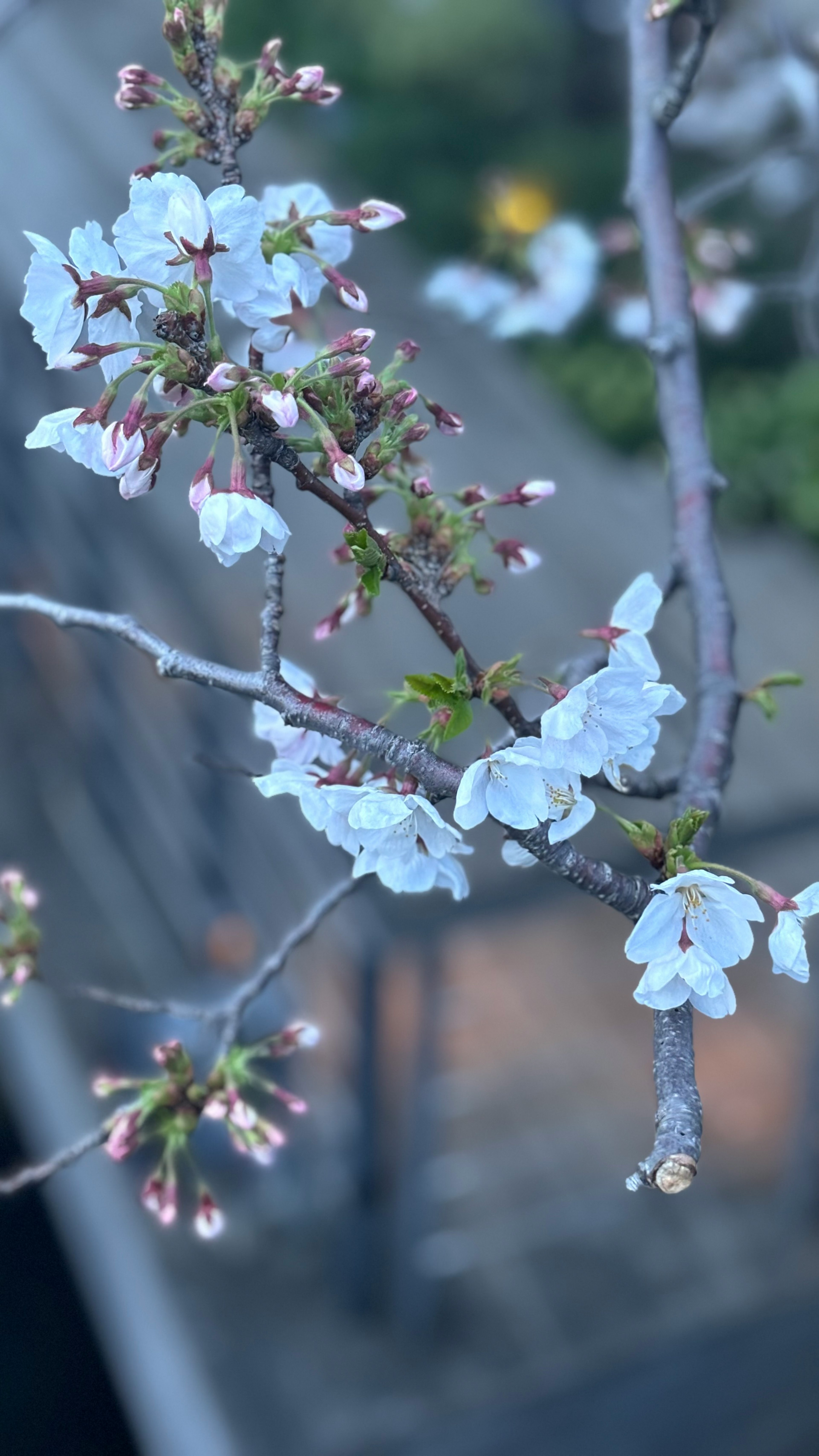 Cabang bunga sakura dengan bunga putih dan kuncup di latar belakang yang kabur