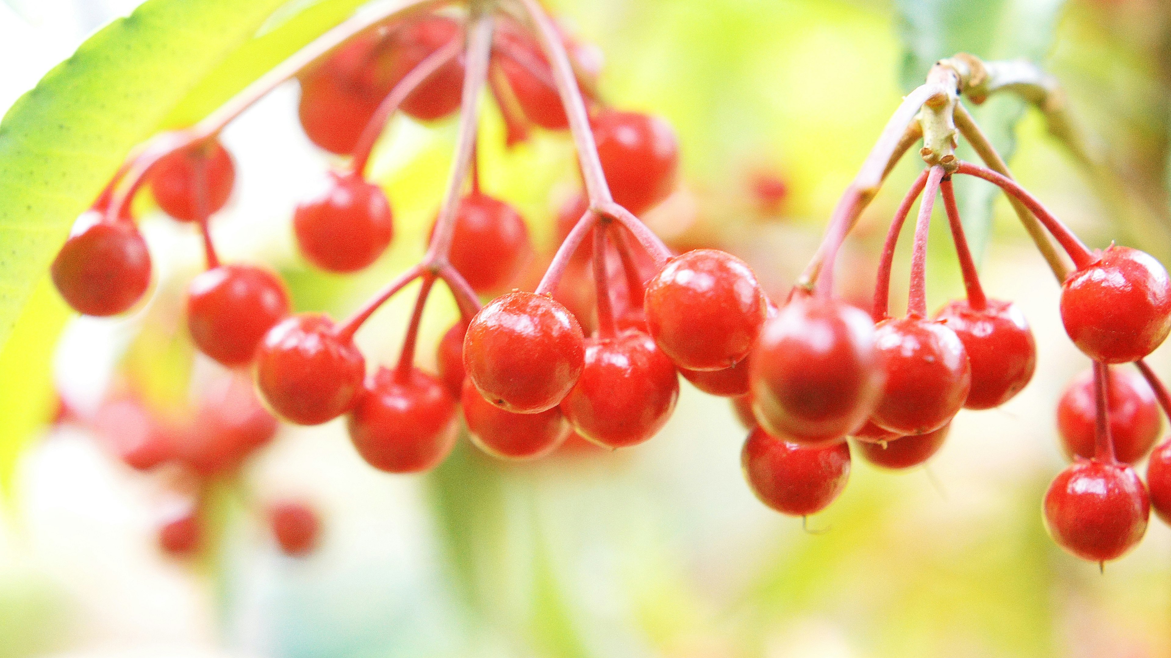 赤い実がたくさんついている植物の枝