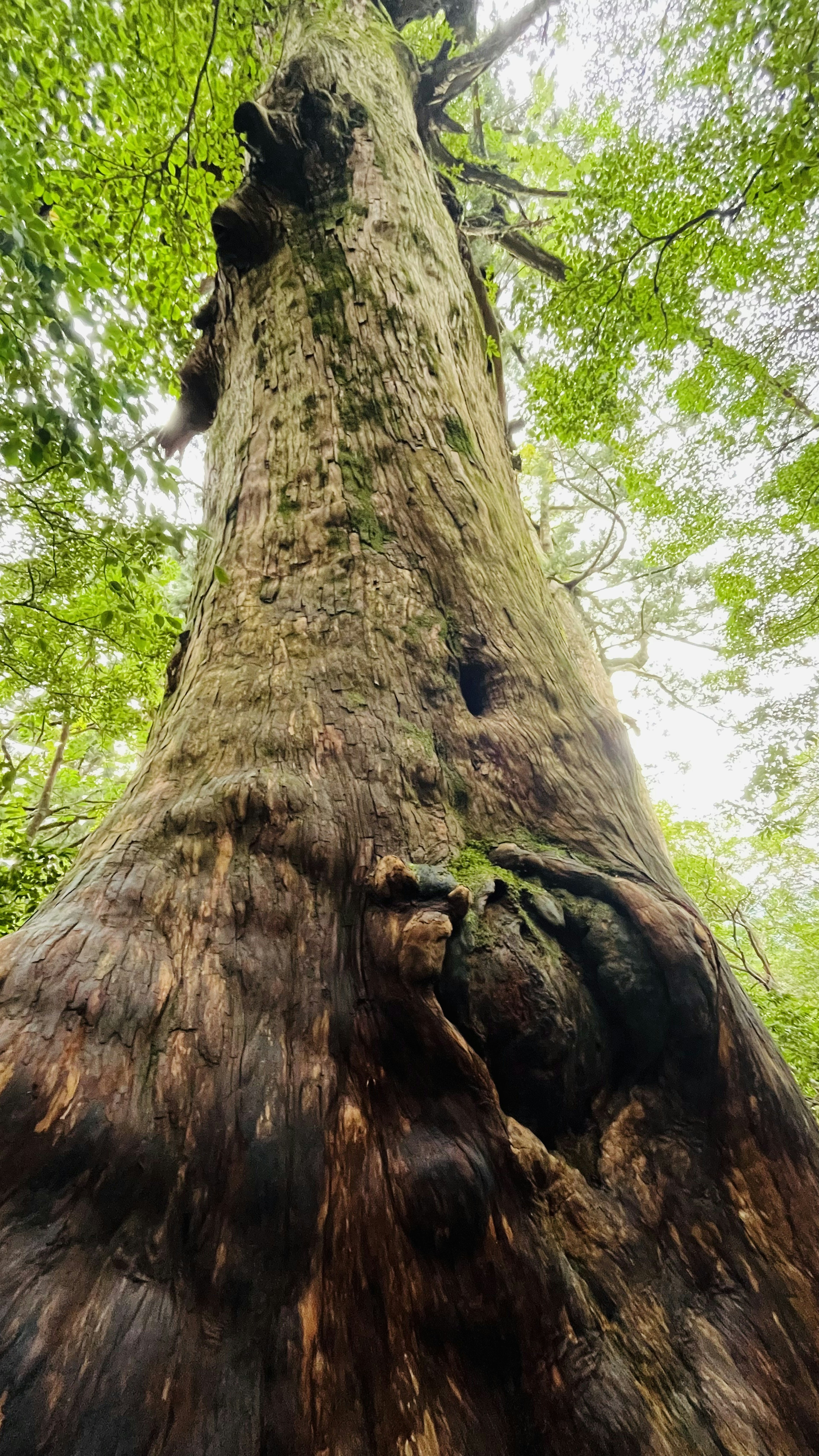 Nahaufnahme eines großen Baumstamms umgeben von grünen Blättern