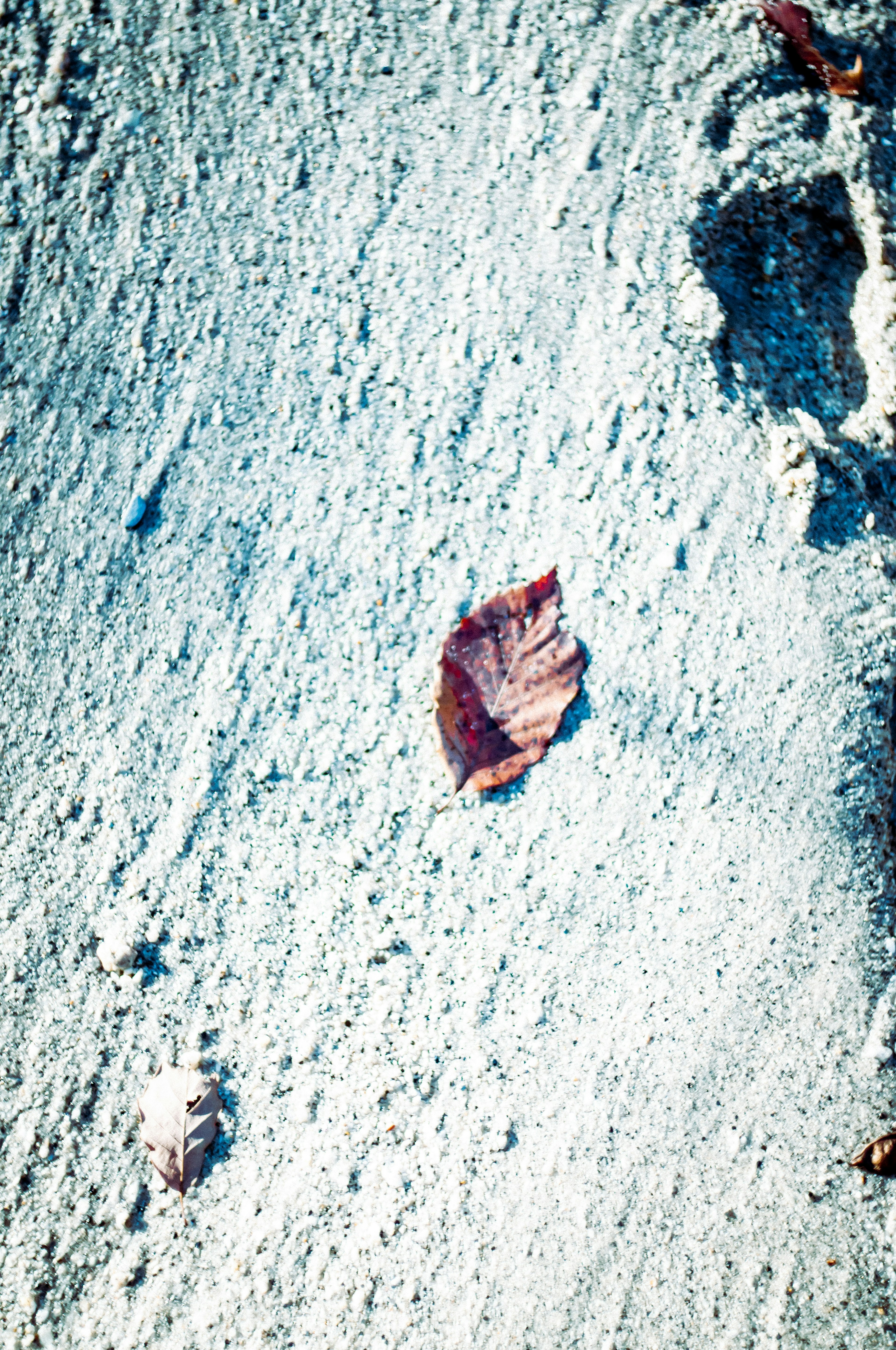 Une seule feuille rouge reposant sur une surface bleue texturée