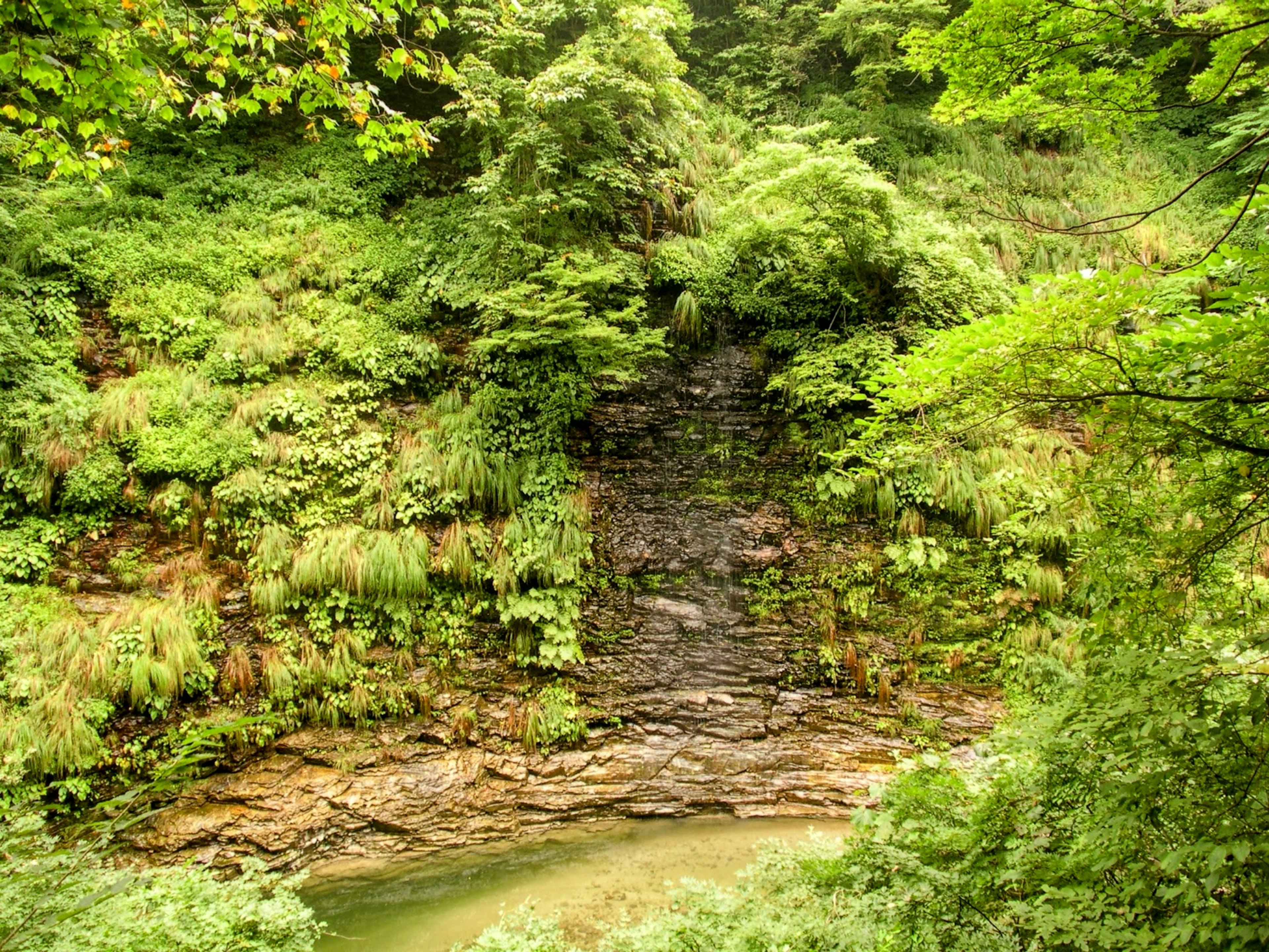 Üppiger grüner Wald mit einem kleinen Wasserfall und einem ruhigen Teich