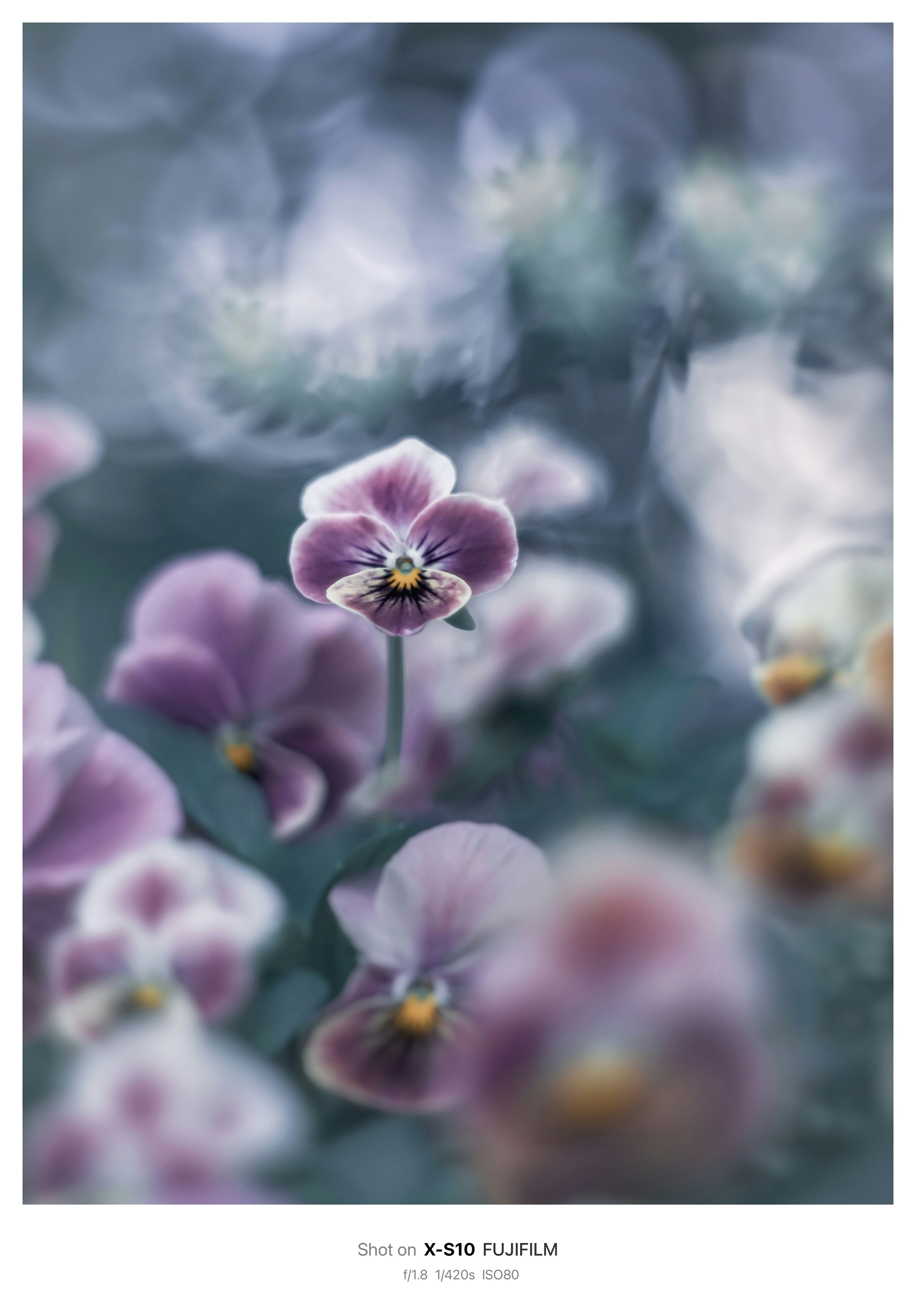 Soft purple violets blooming with a blurred background