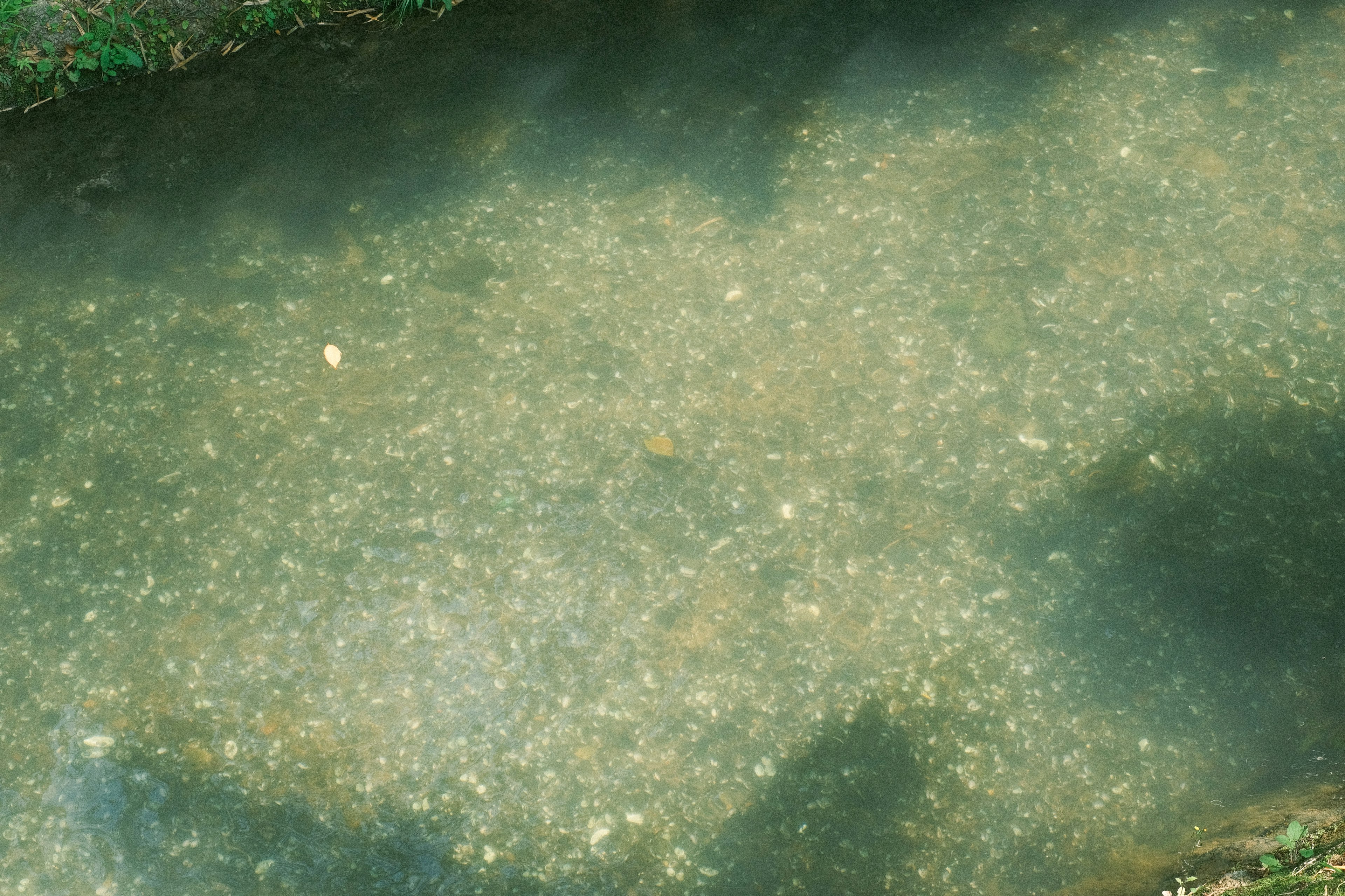 Superficie tranquila del arroyo reflejando sombras de árboles y guijarros bajo el agua