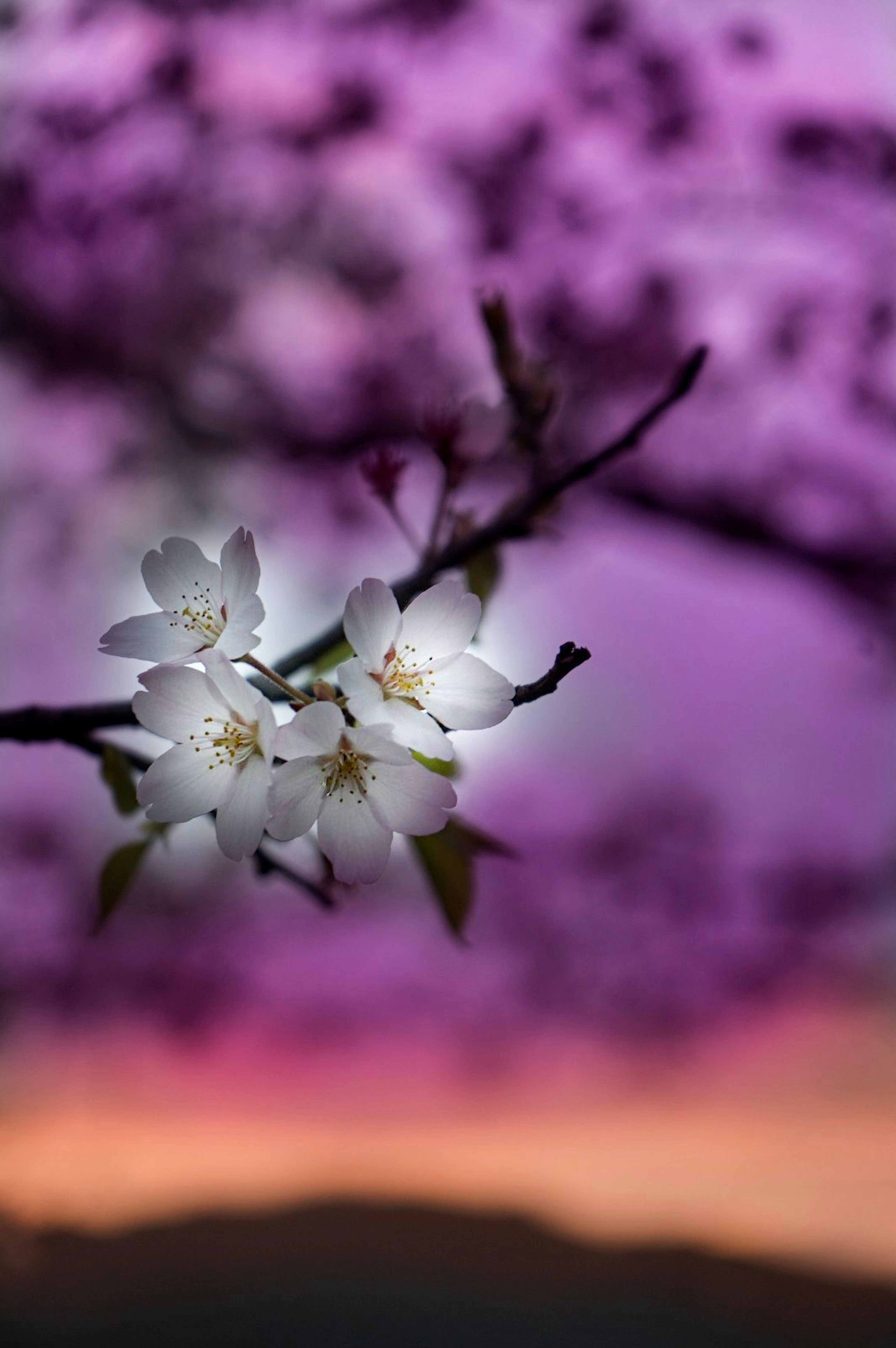 美しい桜の花が紫の背景に映える