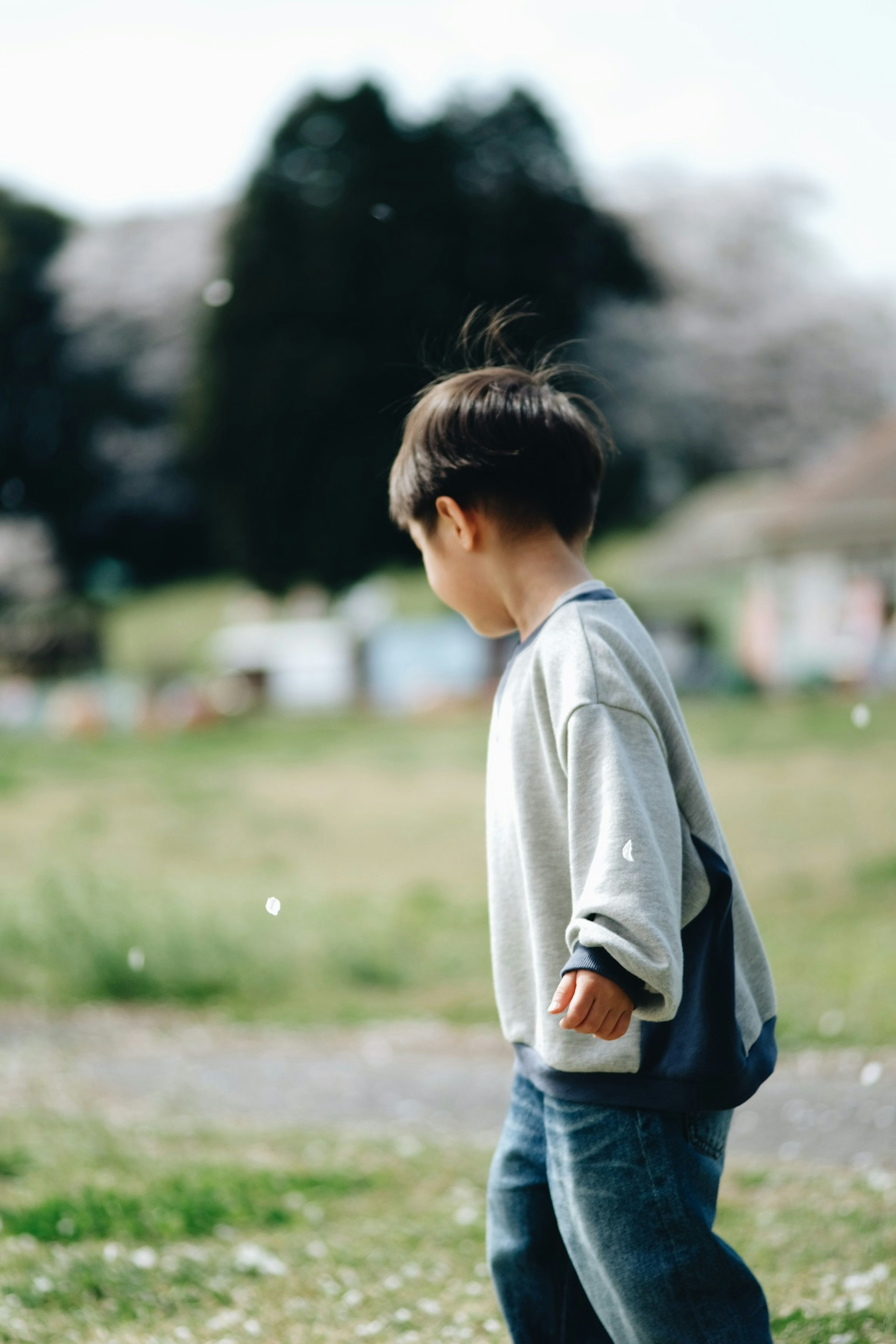 公園で遊ぶ子供の後ろ姿と桜の花びらが舞う風景