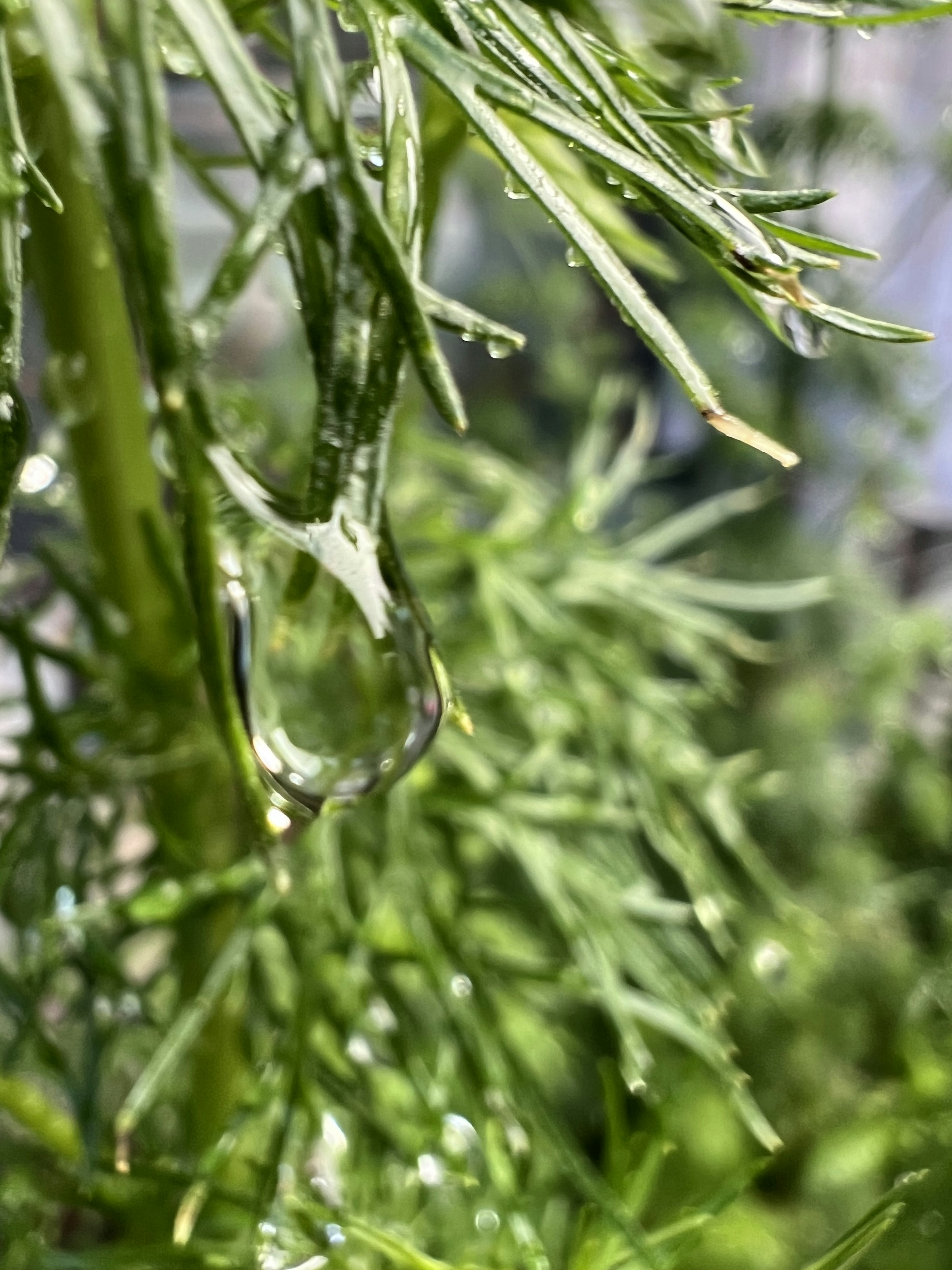 水滴がついた緑の植物の葉のクローズアップ