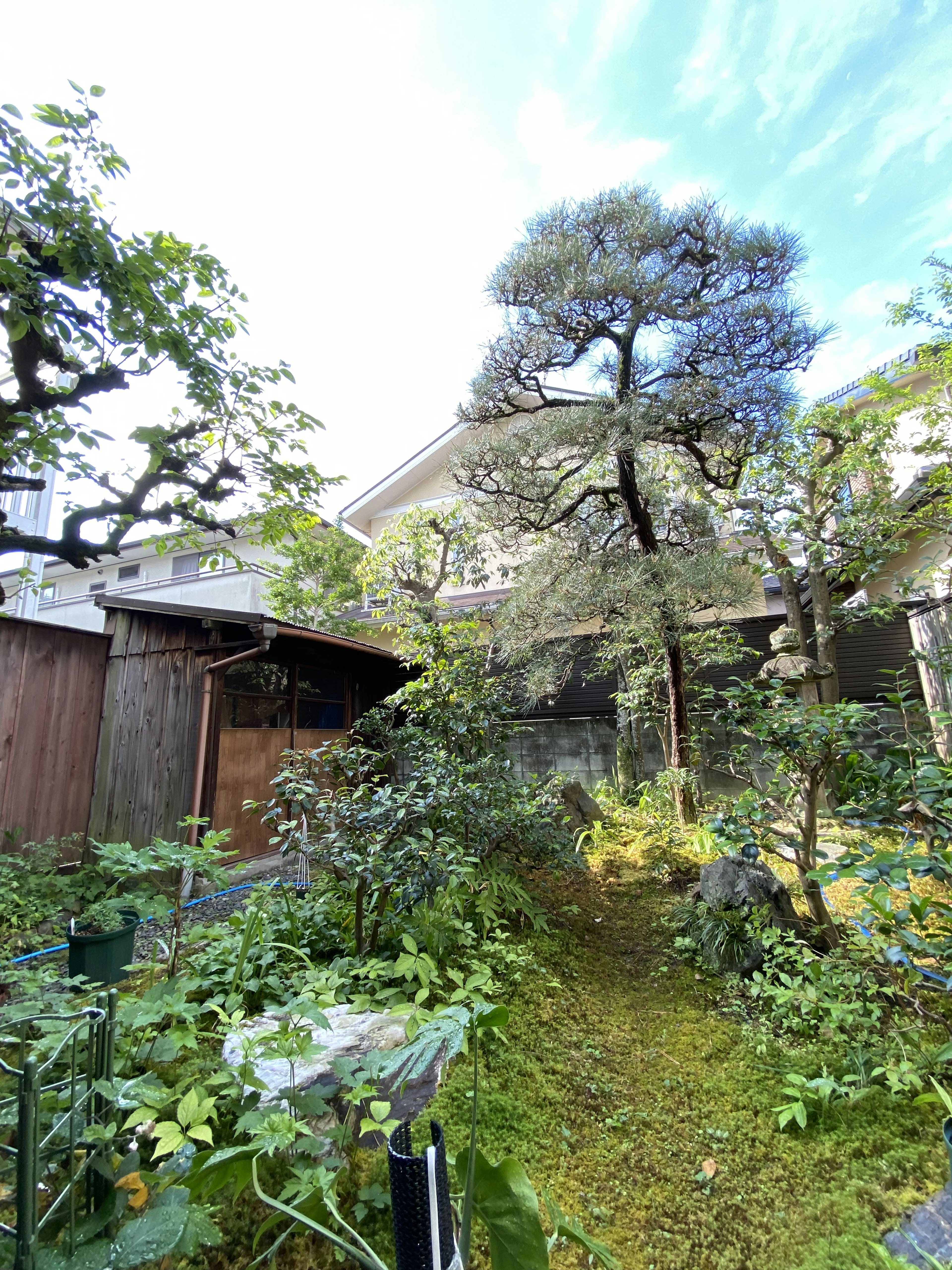 Giardino lussureggiante con un grande albero e un vecchio edificio