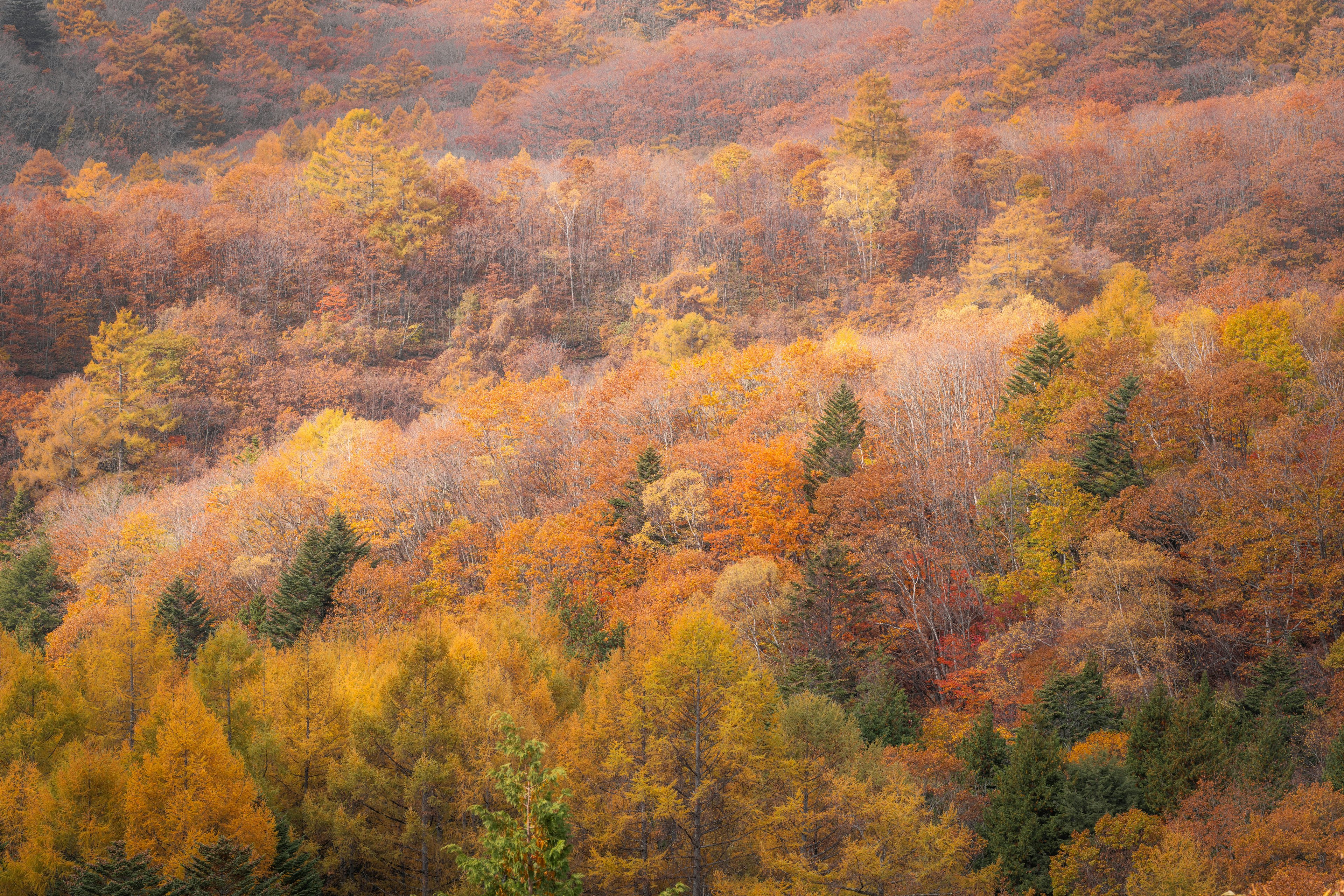 Paesaggio forestale ricco di colori autunnali