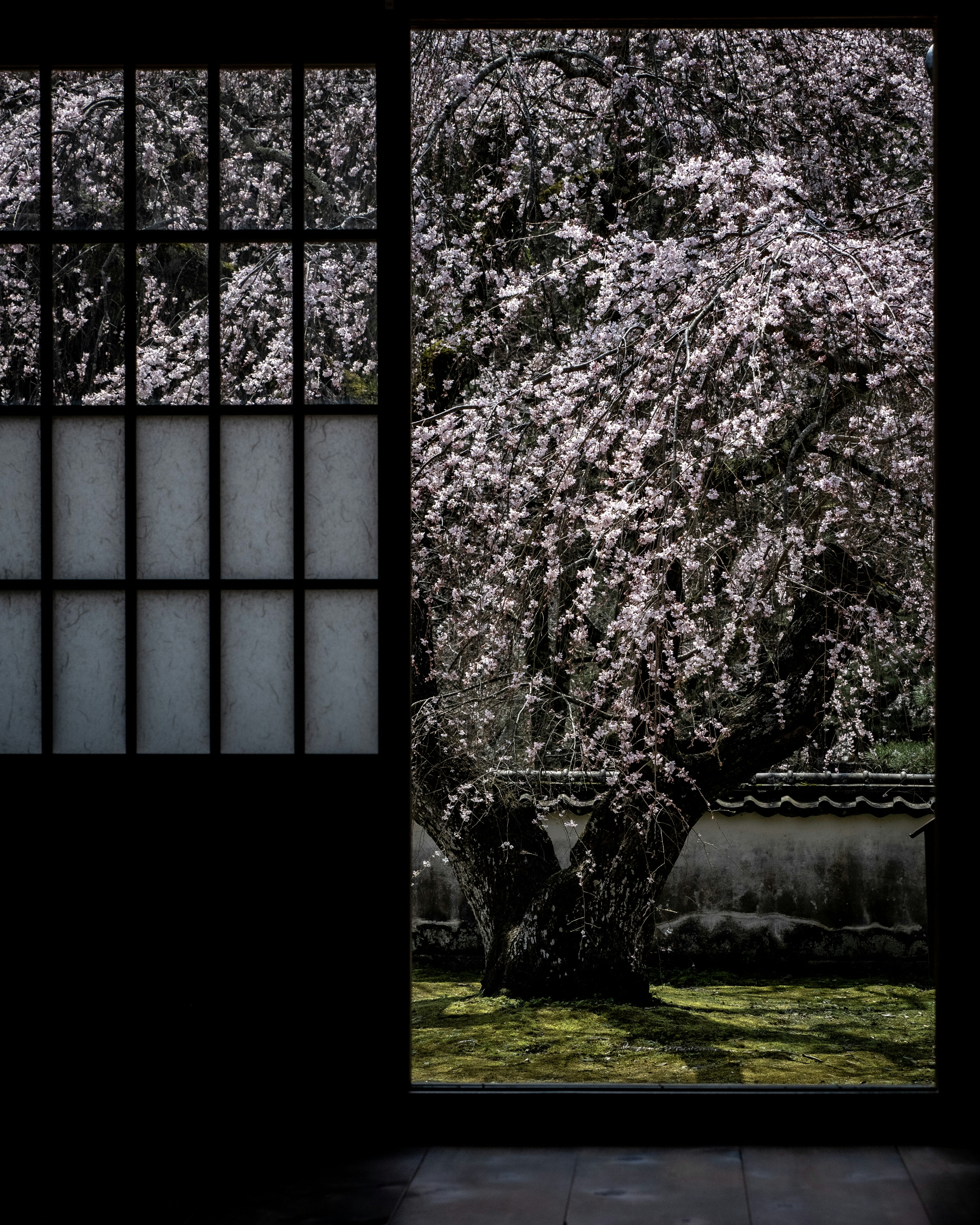 Blick auf einen Kirschbaum durch ein Fenster in einem japanischen Garten