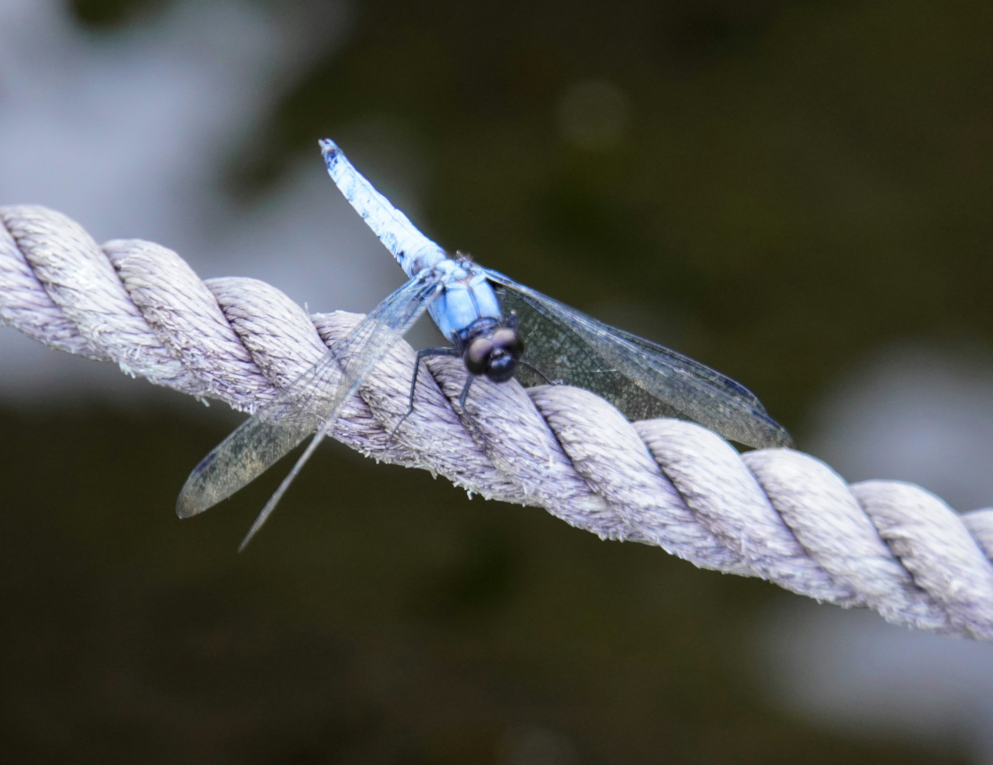 Une libellule bleue perchée sur une corde