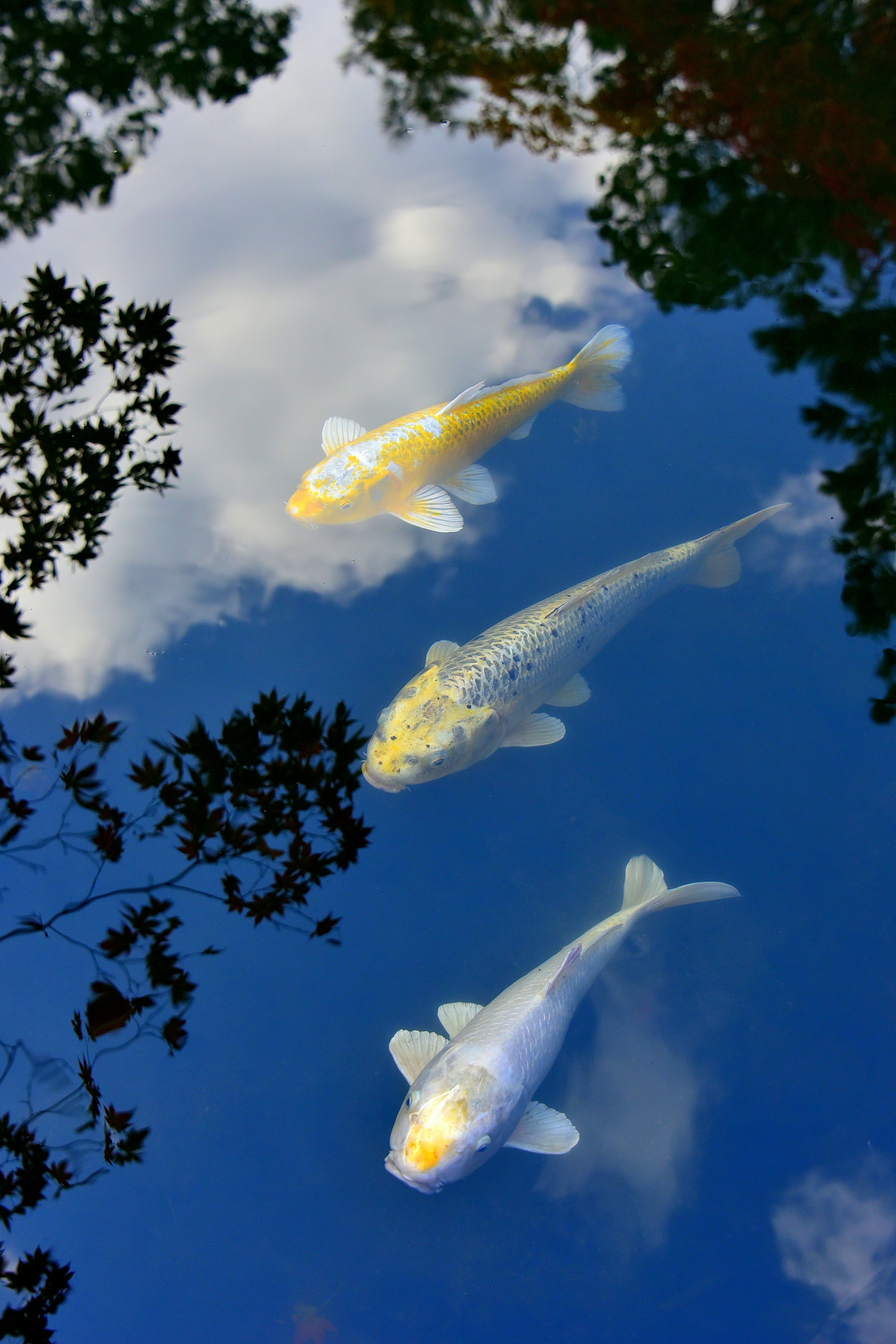 Tres carpas blancas nadando bajo un cielo azul reflejante