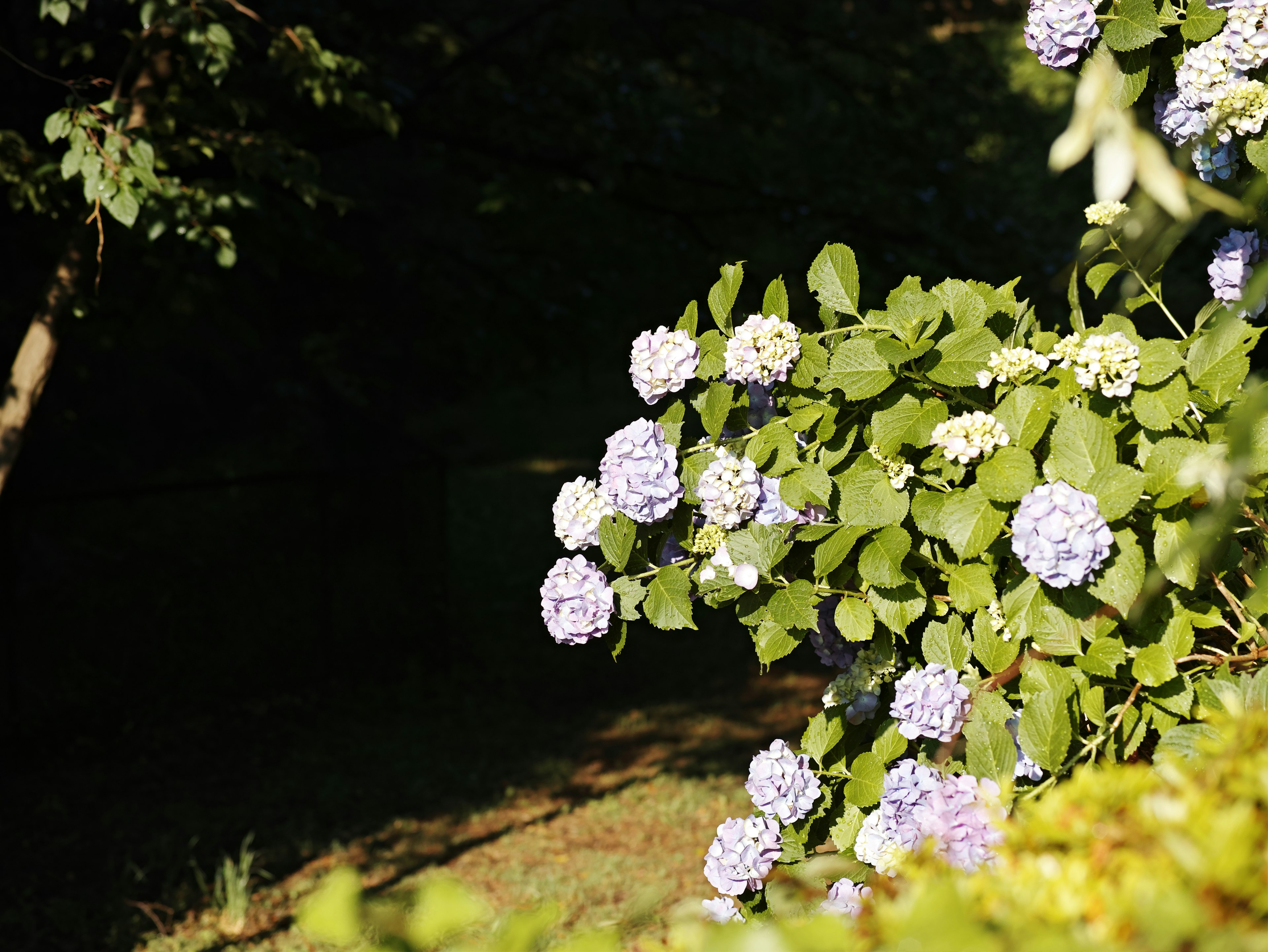 青紫色の花を持つ植物の近景と緑の葉