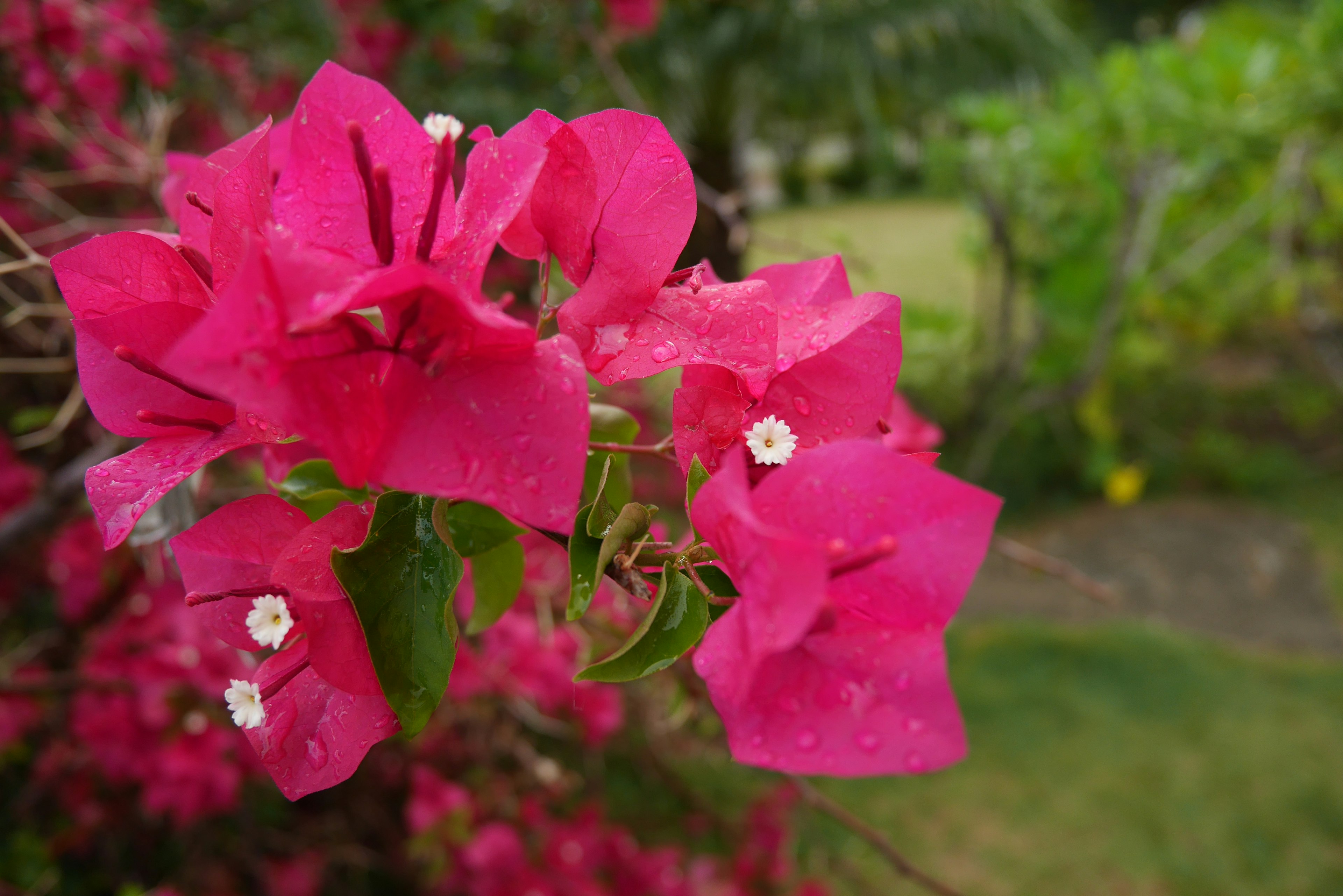 Vibrant pink bougainvillea flowers stand out against a green background