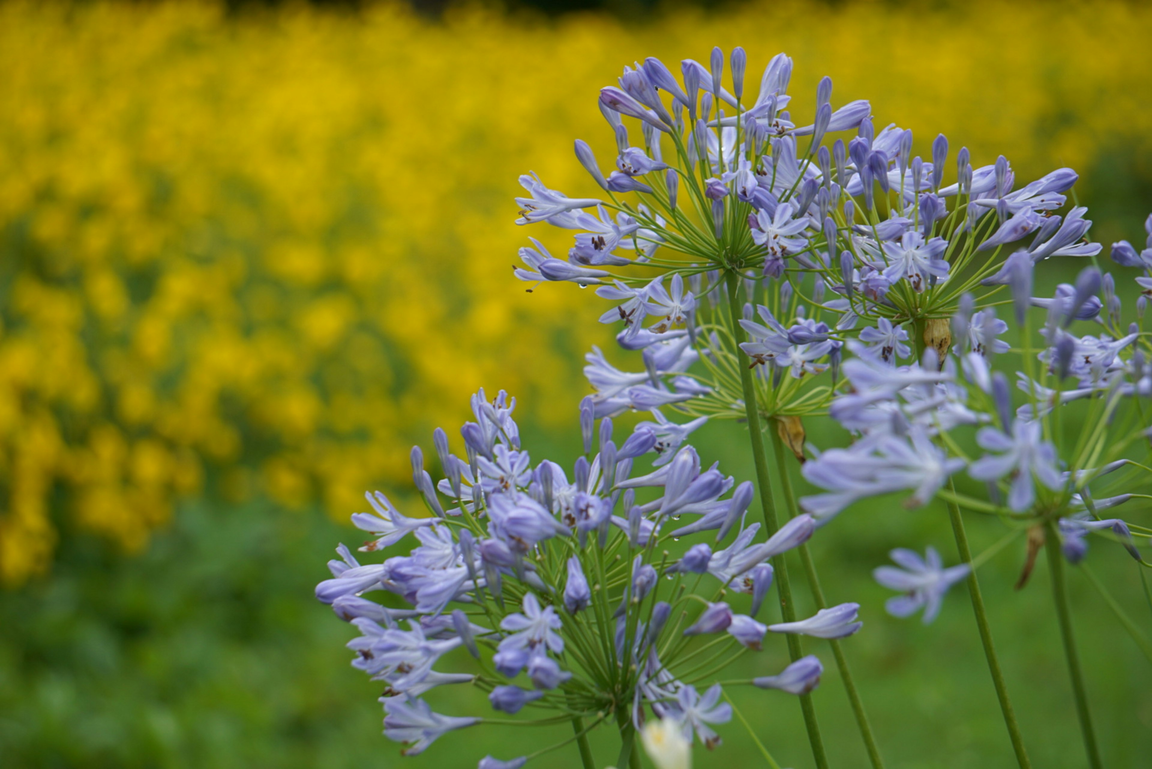 Fleurs violettes en fleurs devant un arrière-plan jaune